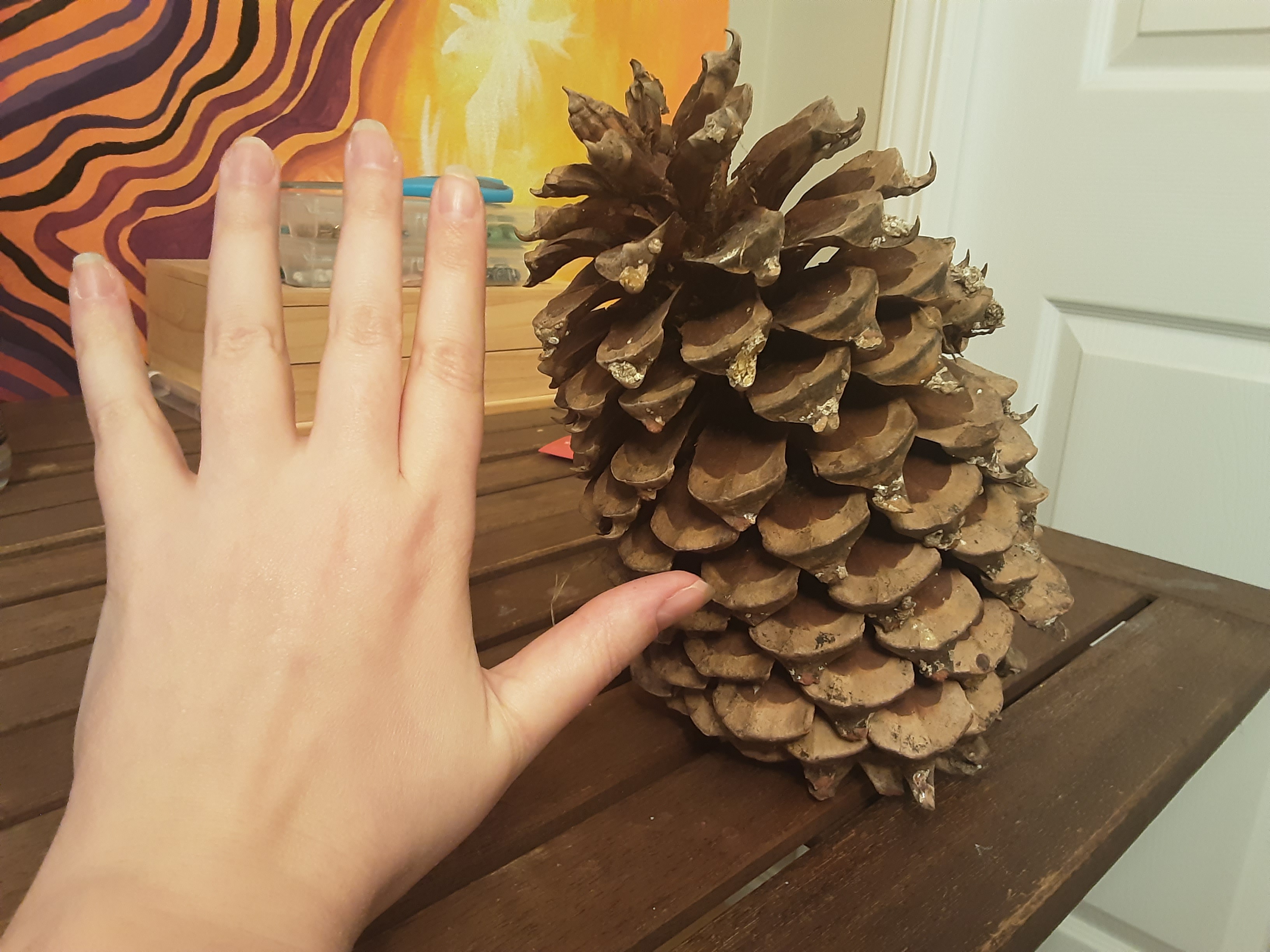 Meet My Adorable Pinecone
