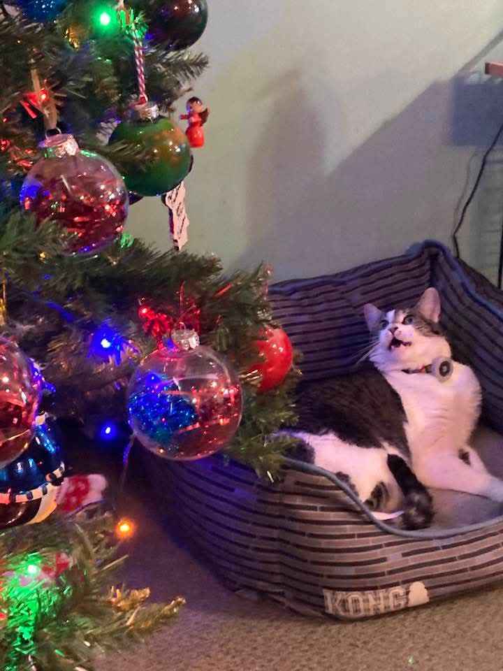 Ellie Adorably Enjoys the Christmas Tree