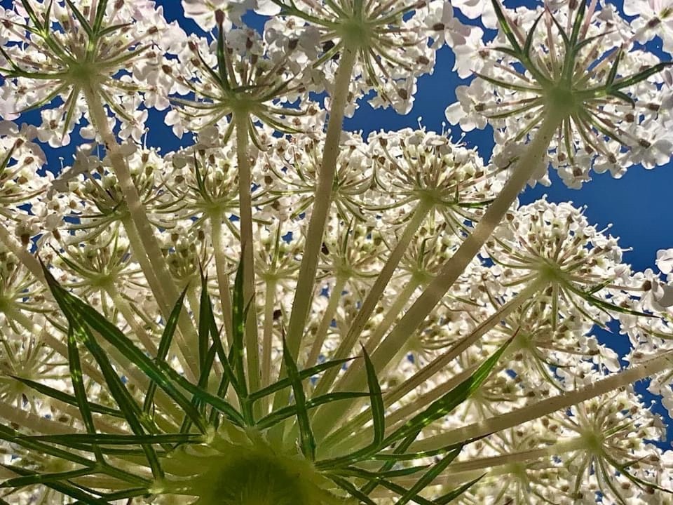 Discovering Wild Carrots