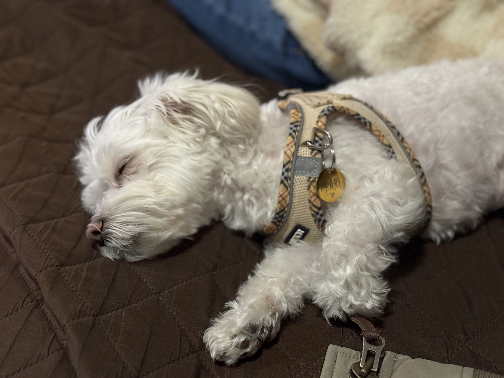 Pearl is Completely Worn Out and Adorable