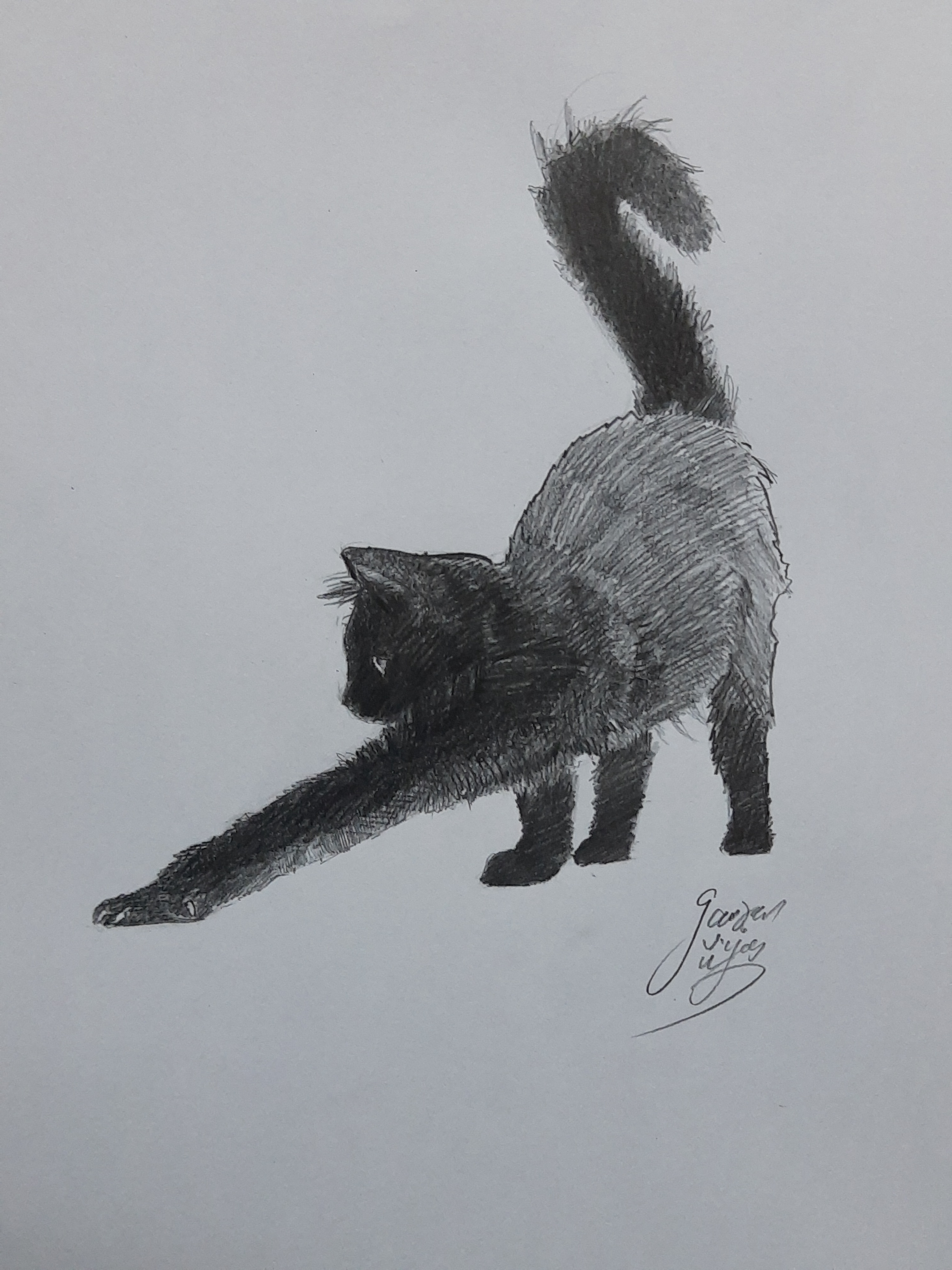 Adorable Cat Moments