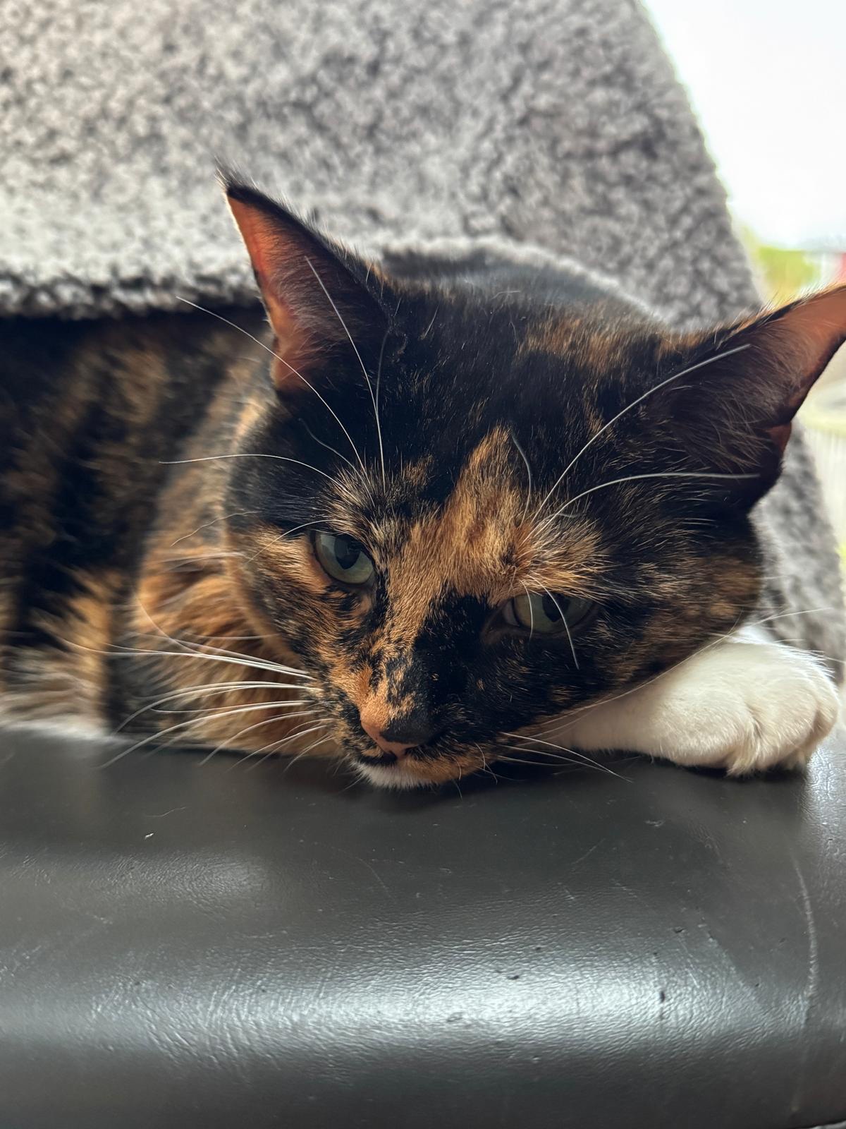 Crumble's Daily Snapshot of Adorableness
