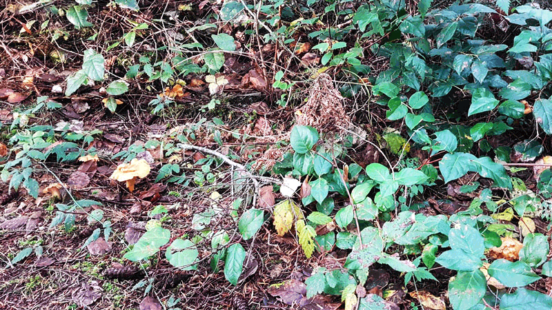 Spot the Eight Chanterelles Hidden in This Picture!