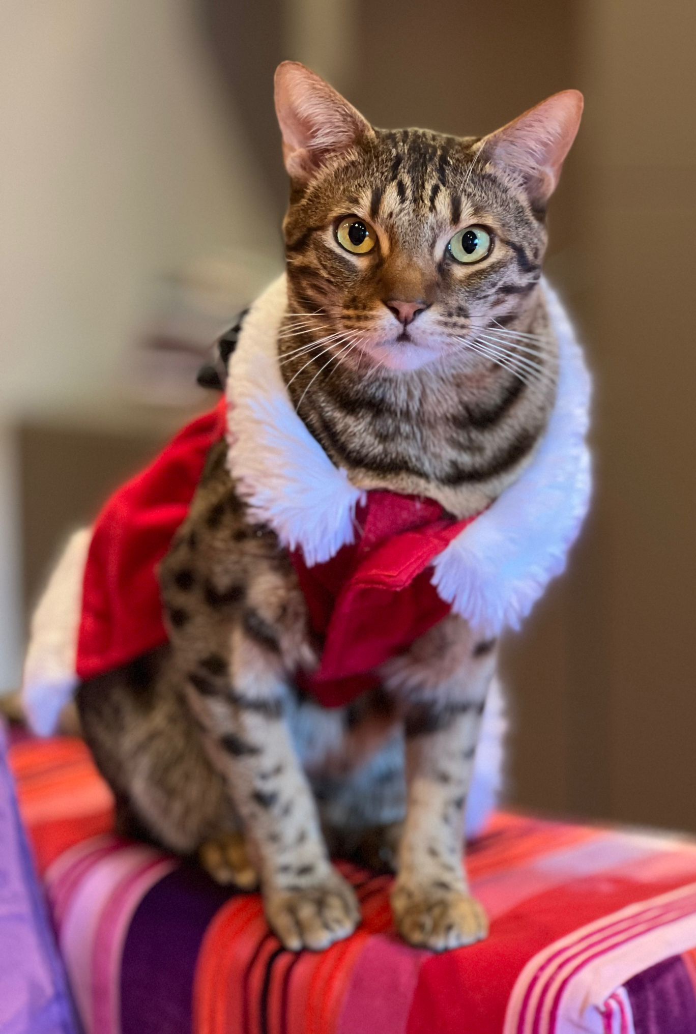 A Special Greeting from Santa Claws!