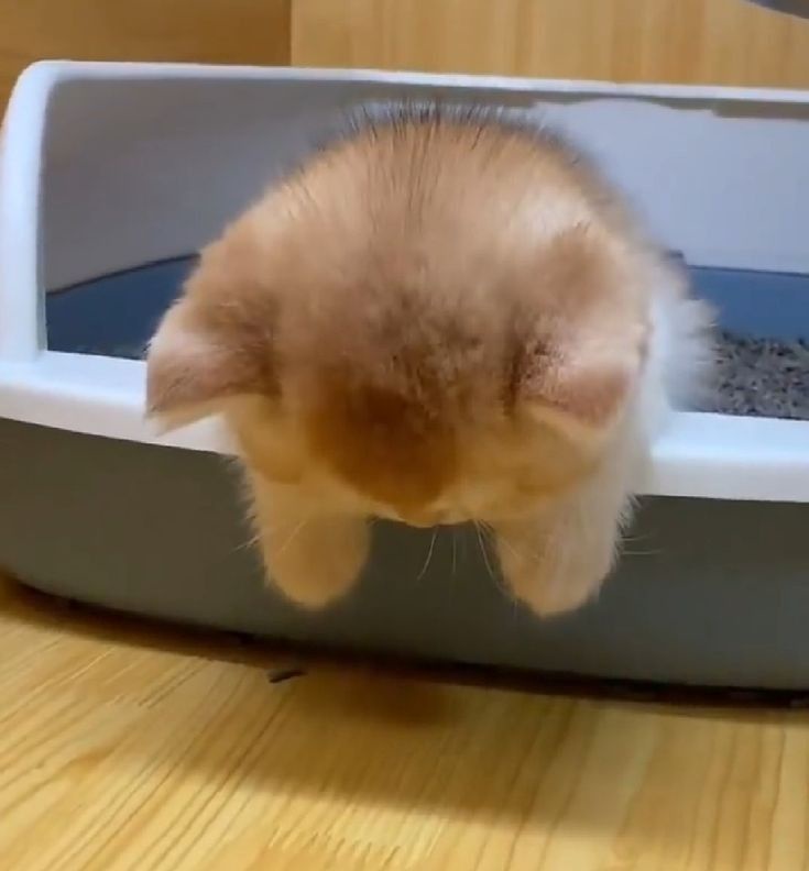 Cute cat meme featuring the adorable 'mimi uwu'!