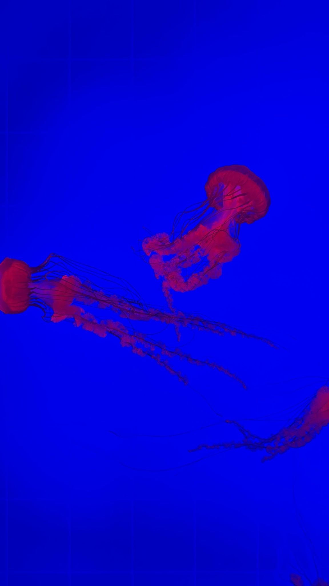 In Celebration of My 10-Year Cake Day, Here Are Some Glowing Jellyfish!
