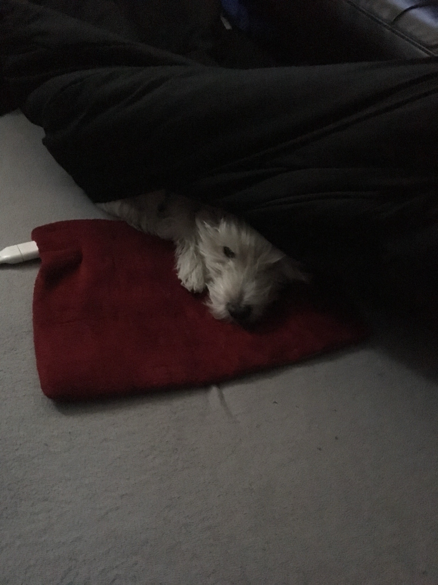 Snug as a Bug in a Rug: LB's Daily Comfort