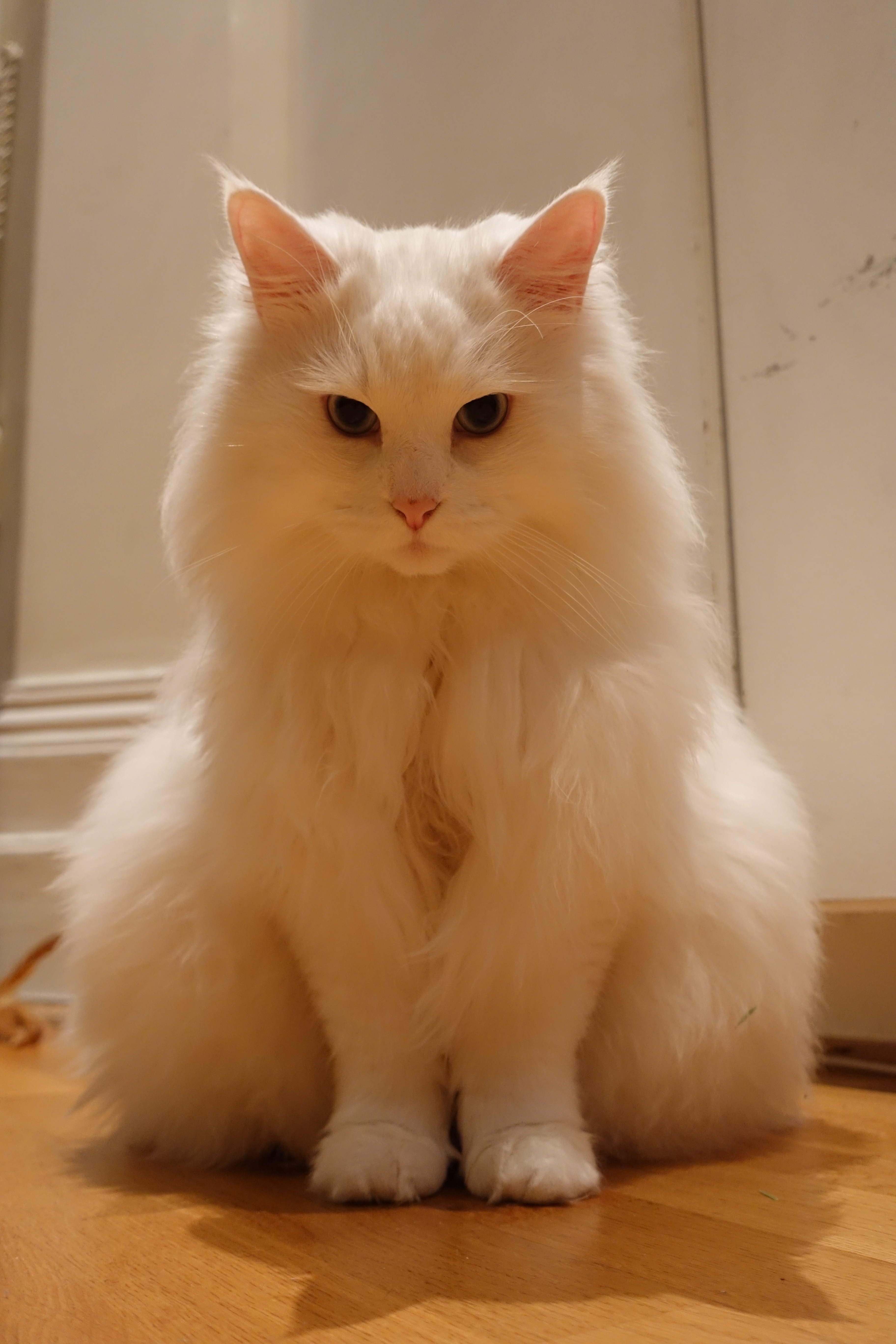 What’s Going Through Ylva's Mind Right Now?