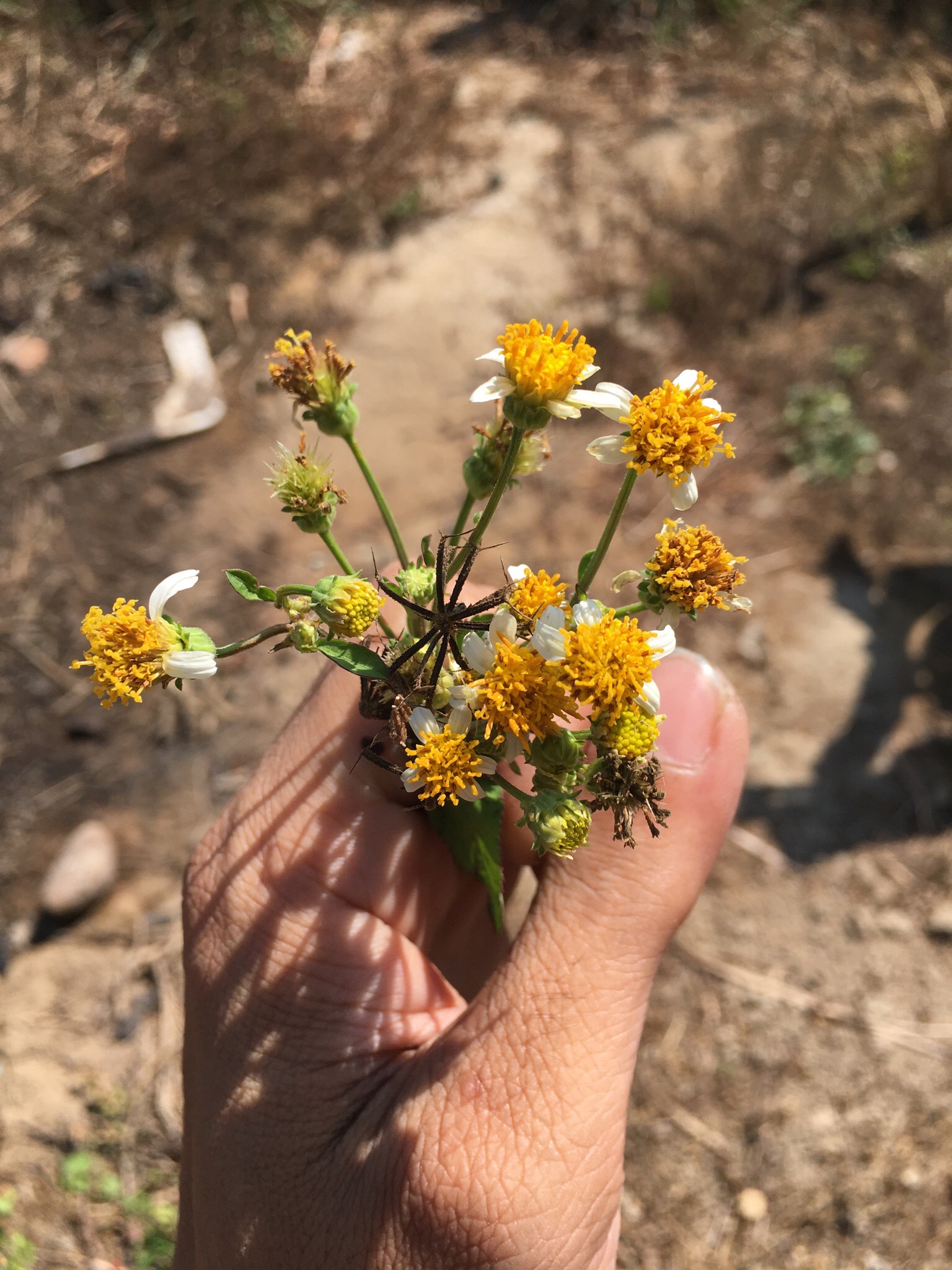 Xuyáñ chi: A Journey into Tradition