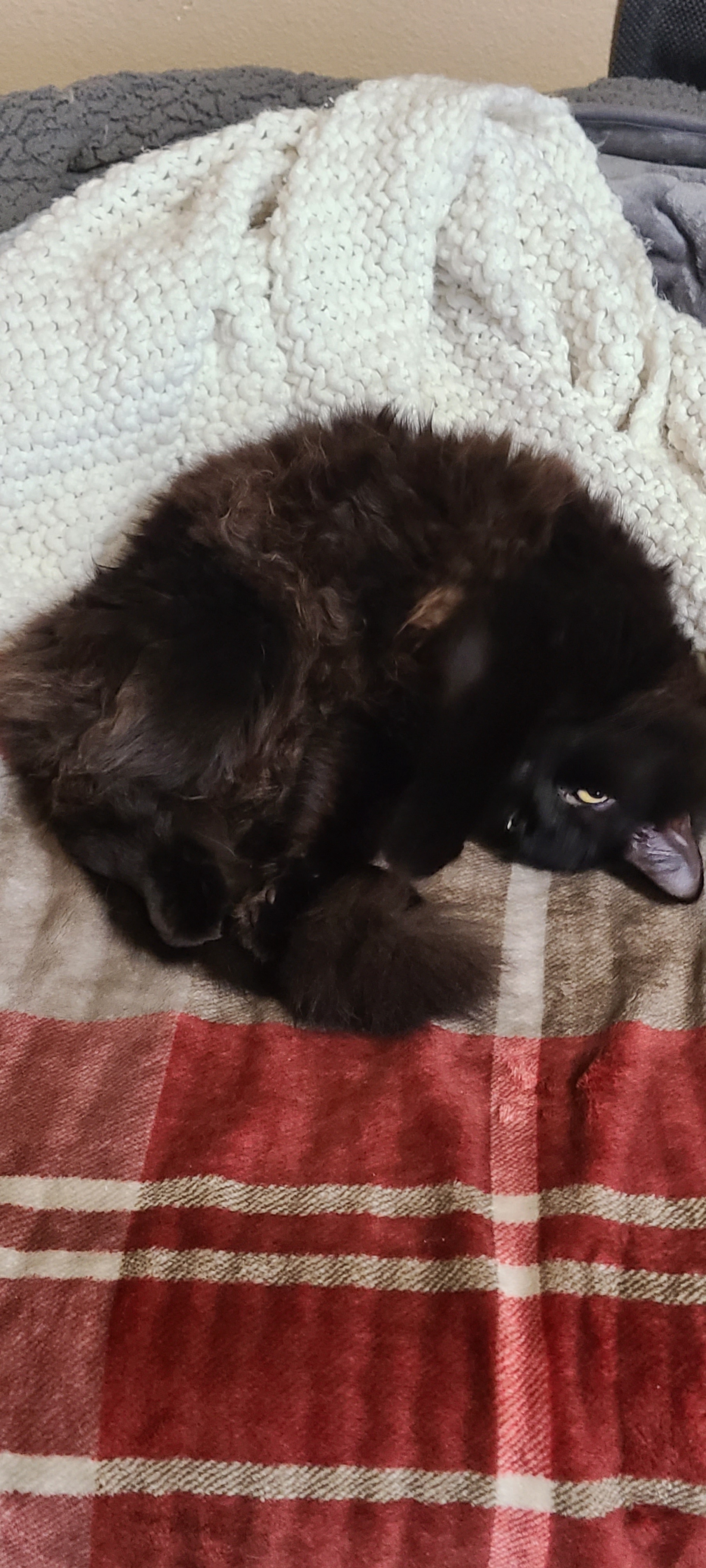 No Selfie Here, Just My Adorable Furbaby