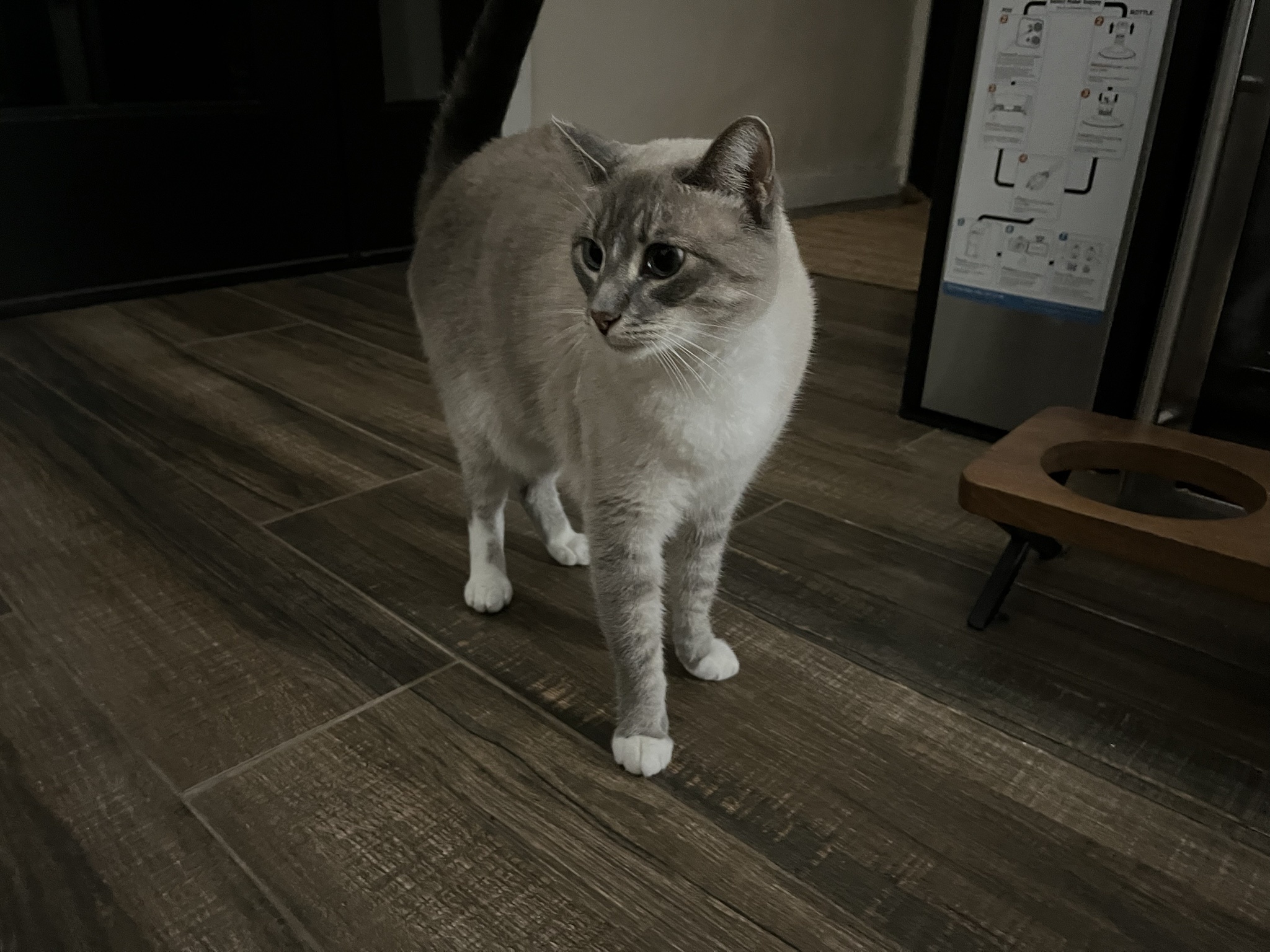 Daily Dose of Ivy: Cat Chronicles Day 332