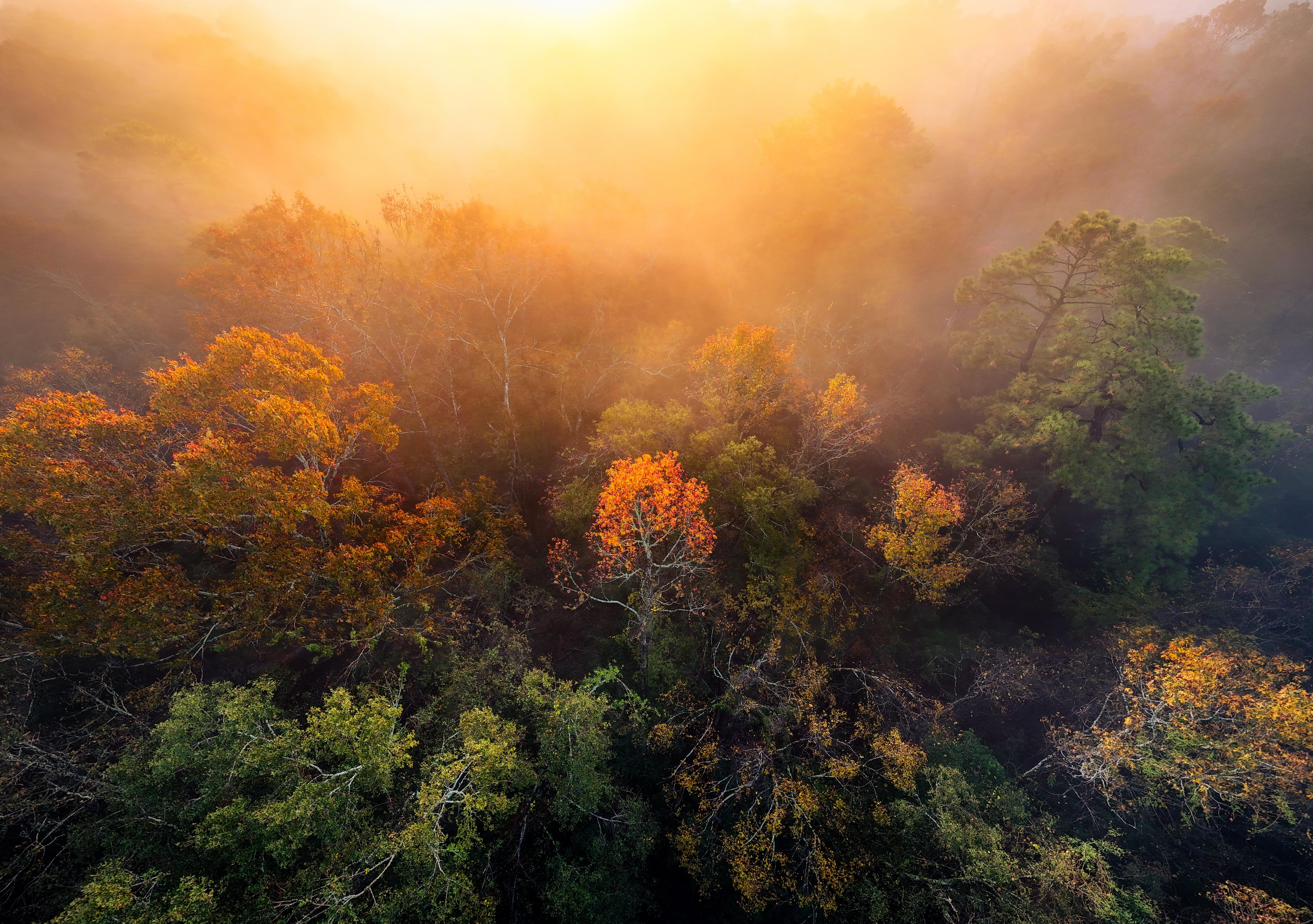 A serene morning scene with trees shrouded in fog.