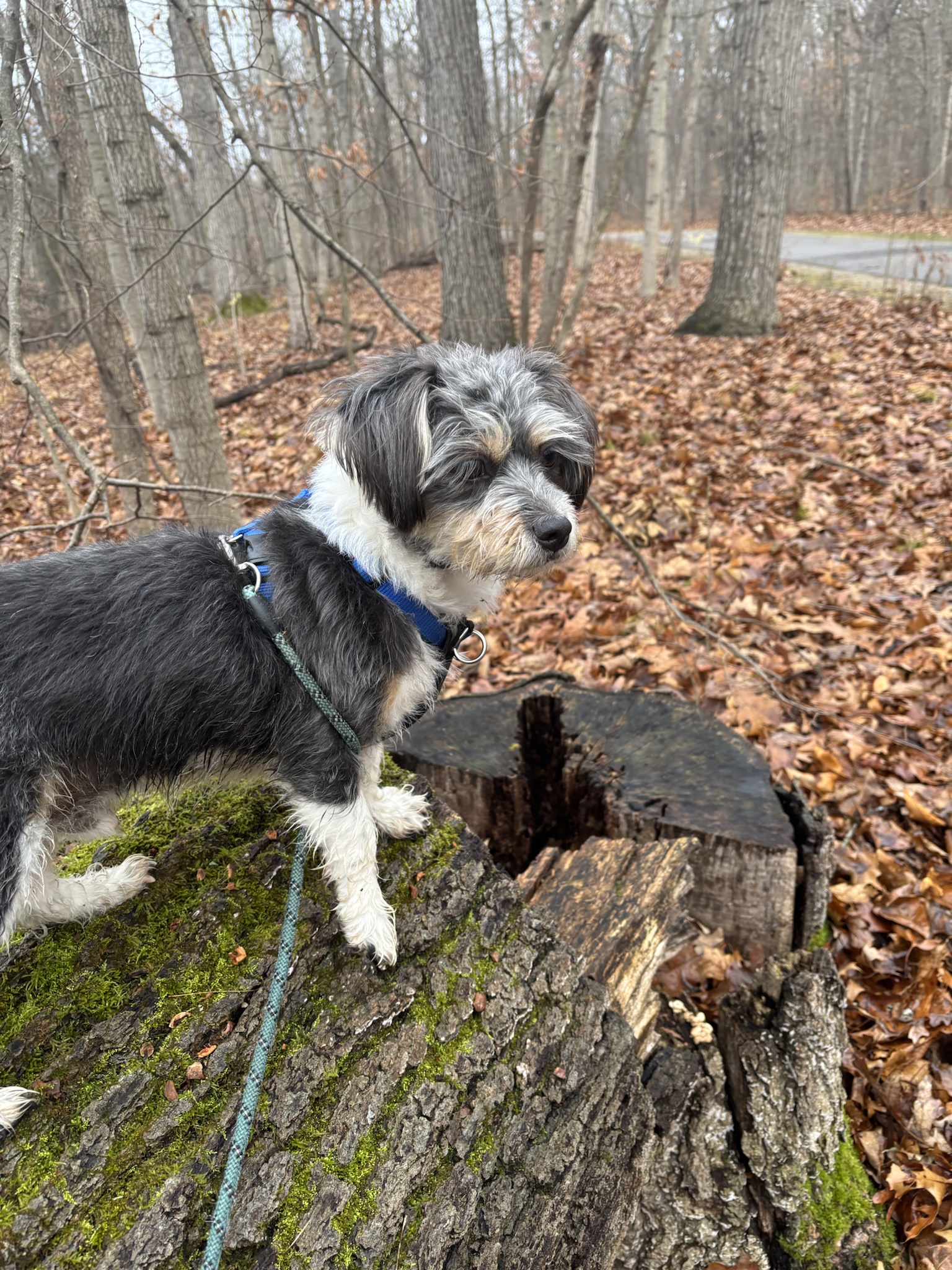 Rigby Ragazzo: Today's Adventures