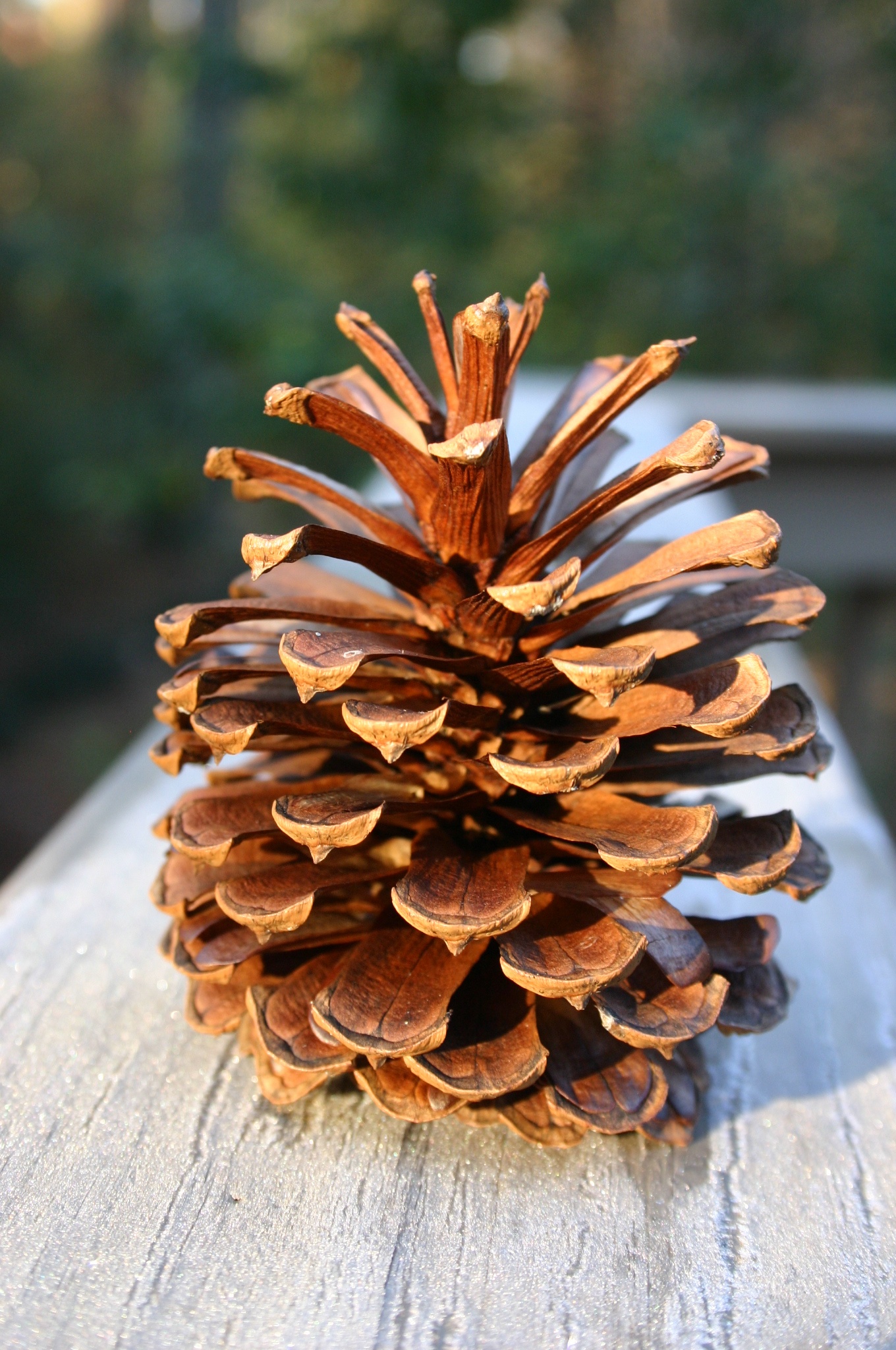 Proudly representing Team Pinecone!
