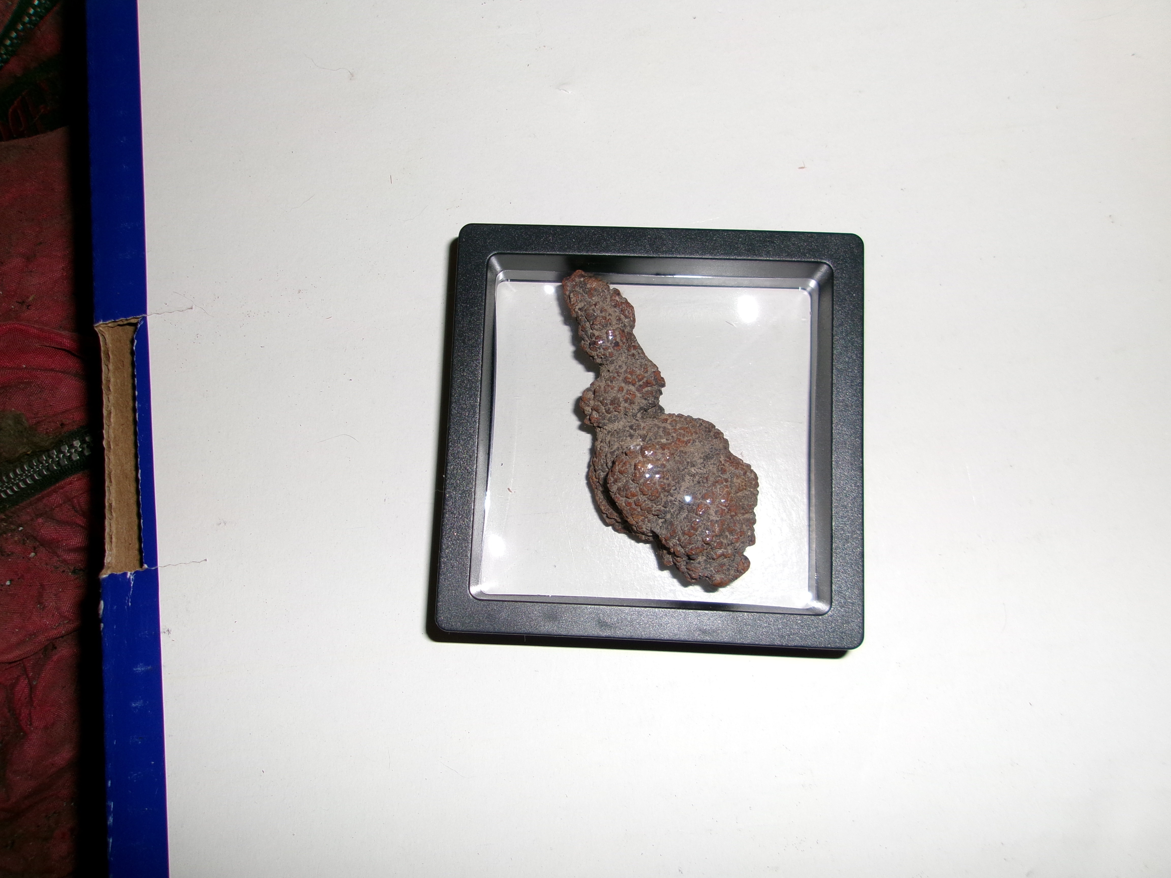 Dinosaur Coprolite: A Fascinating Fossil About 3 Inches Long