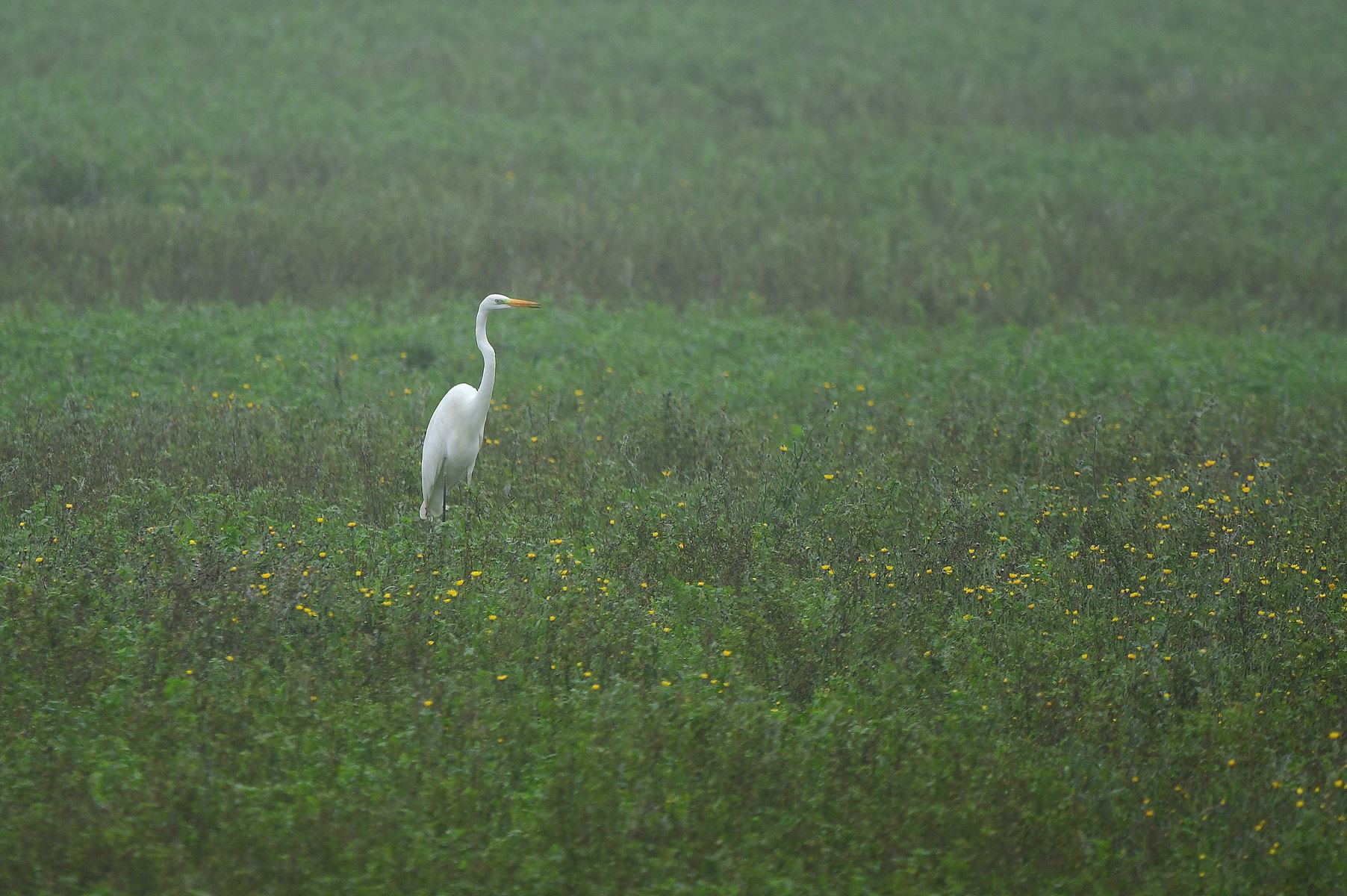Stunning sighting of the Grande Aigrette in France (Vienne department, 11/24)!