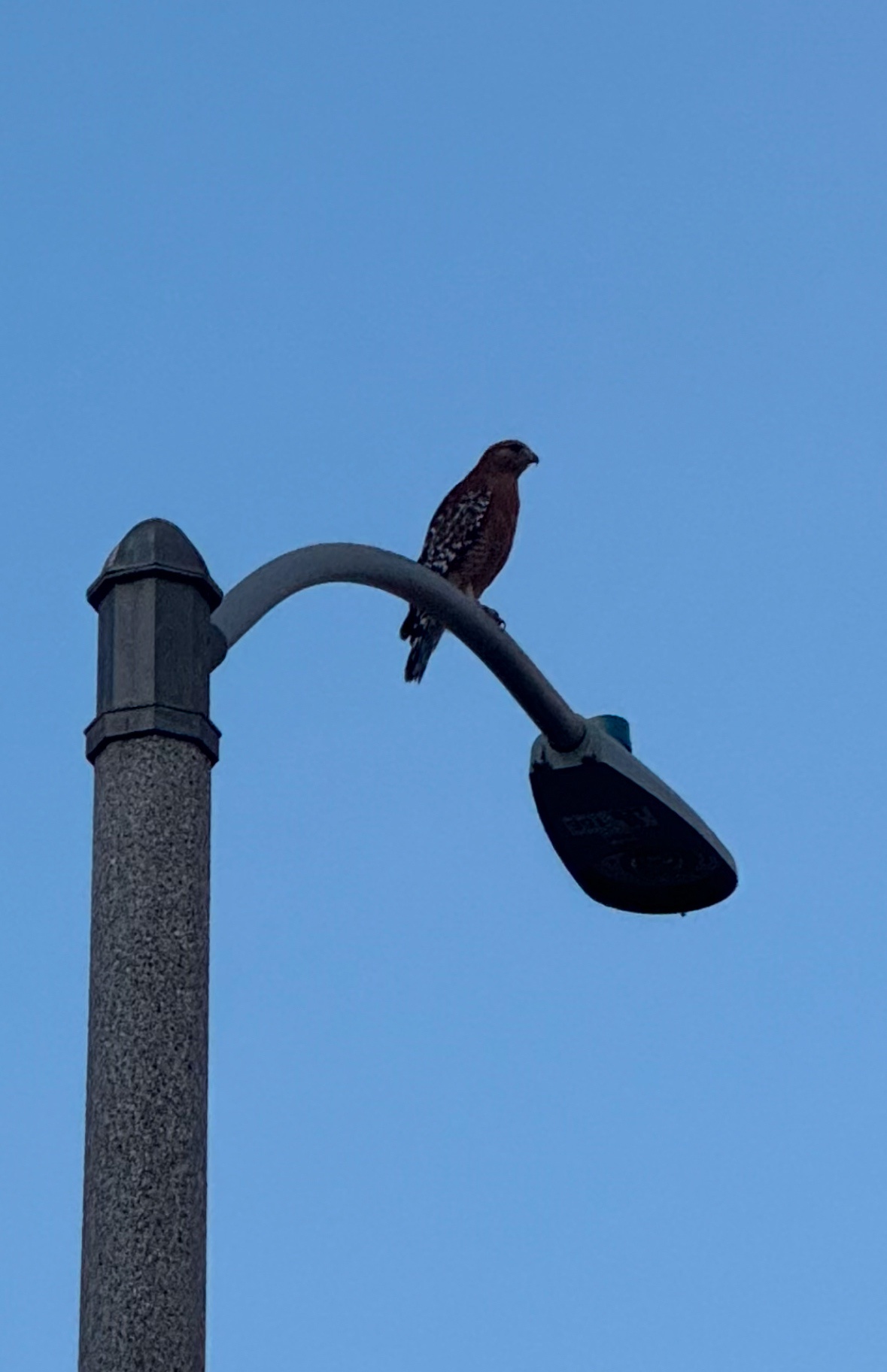 Is This a Red-Tailed Hawk? I Think So!