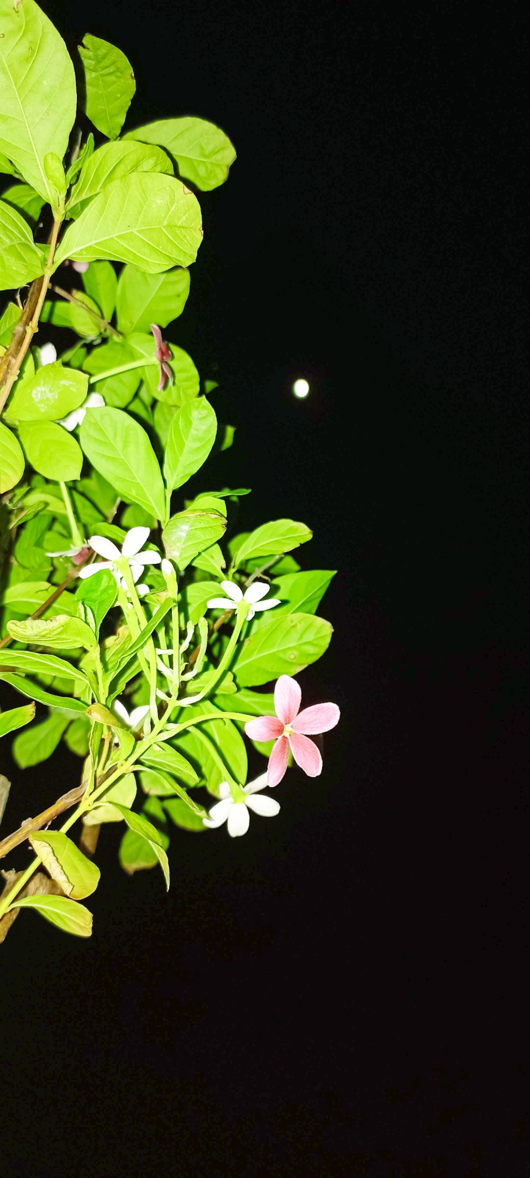 A Magical Night Under the Moon