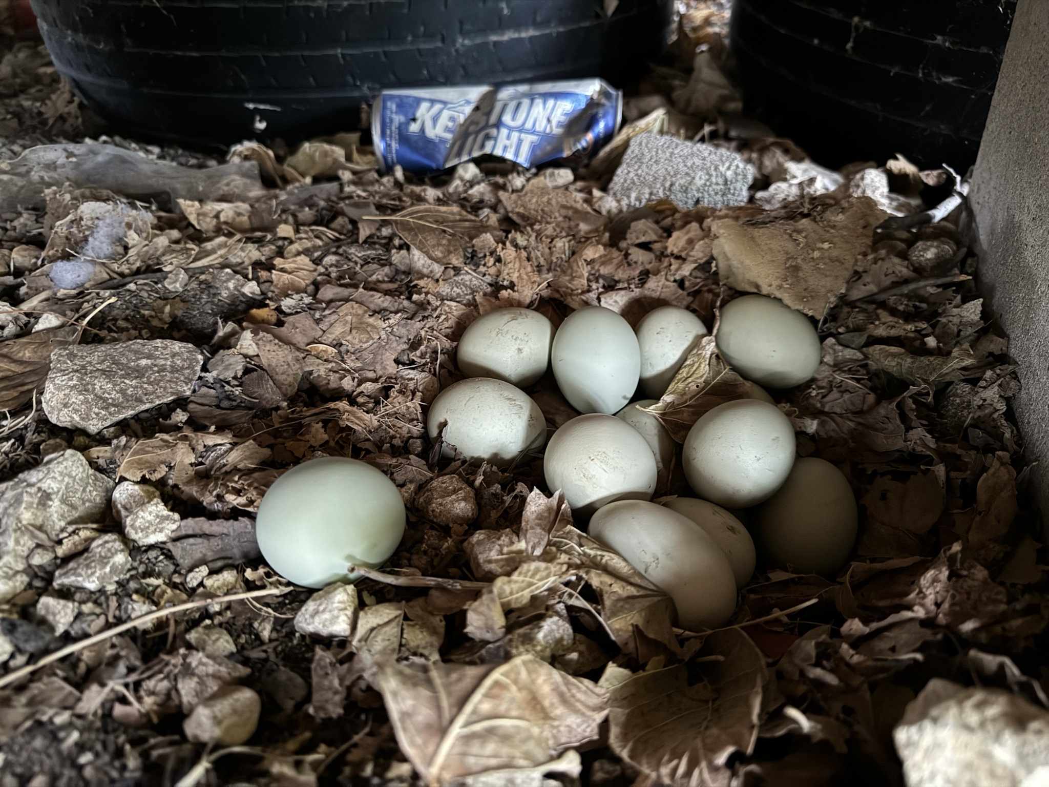 The Exciting Christmas Egg Hunt Adventure