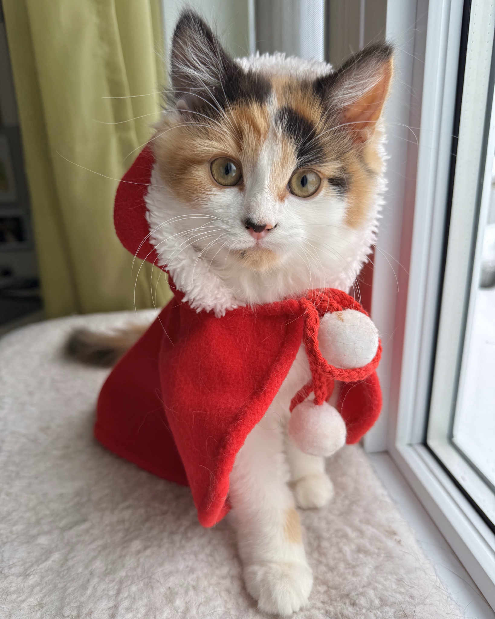 Adorable Christmas kitten steals the show!