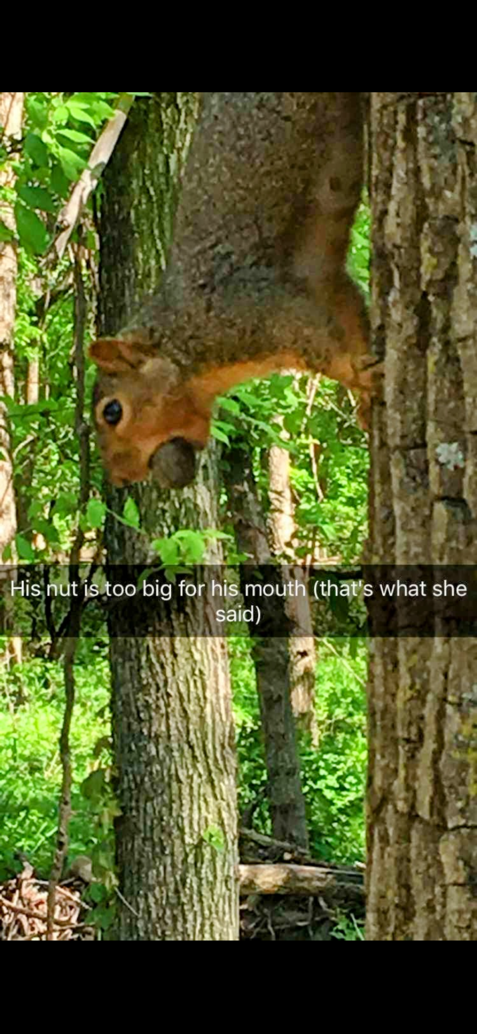 Squirrels Aren't Fooling Around: Acorns Are the Real Deal!