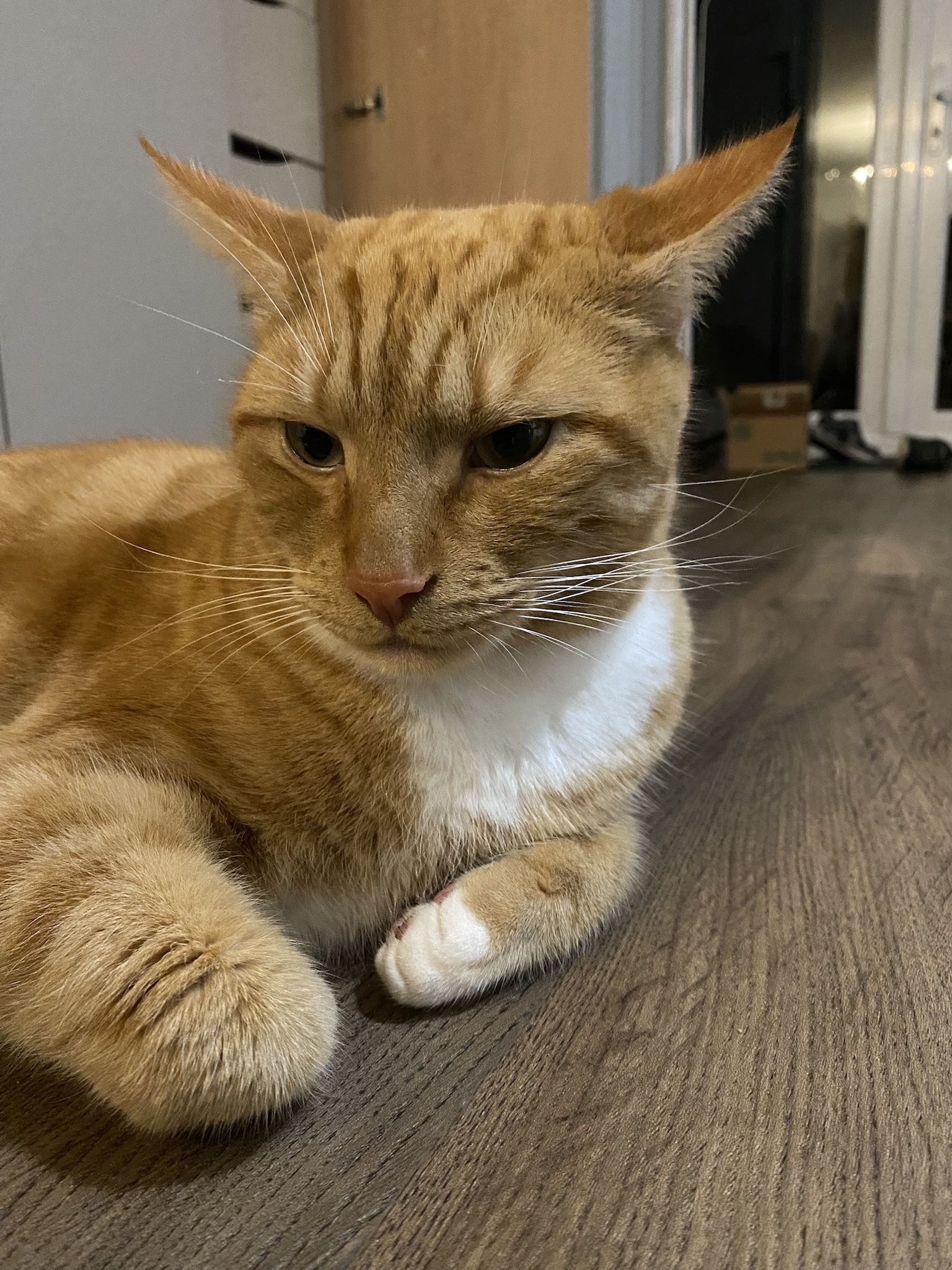Biscuit’s Daily Snapshot: A Moment of Cuteness