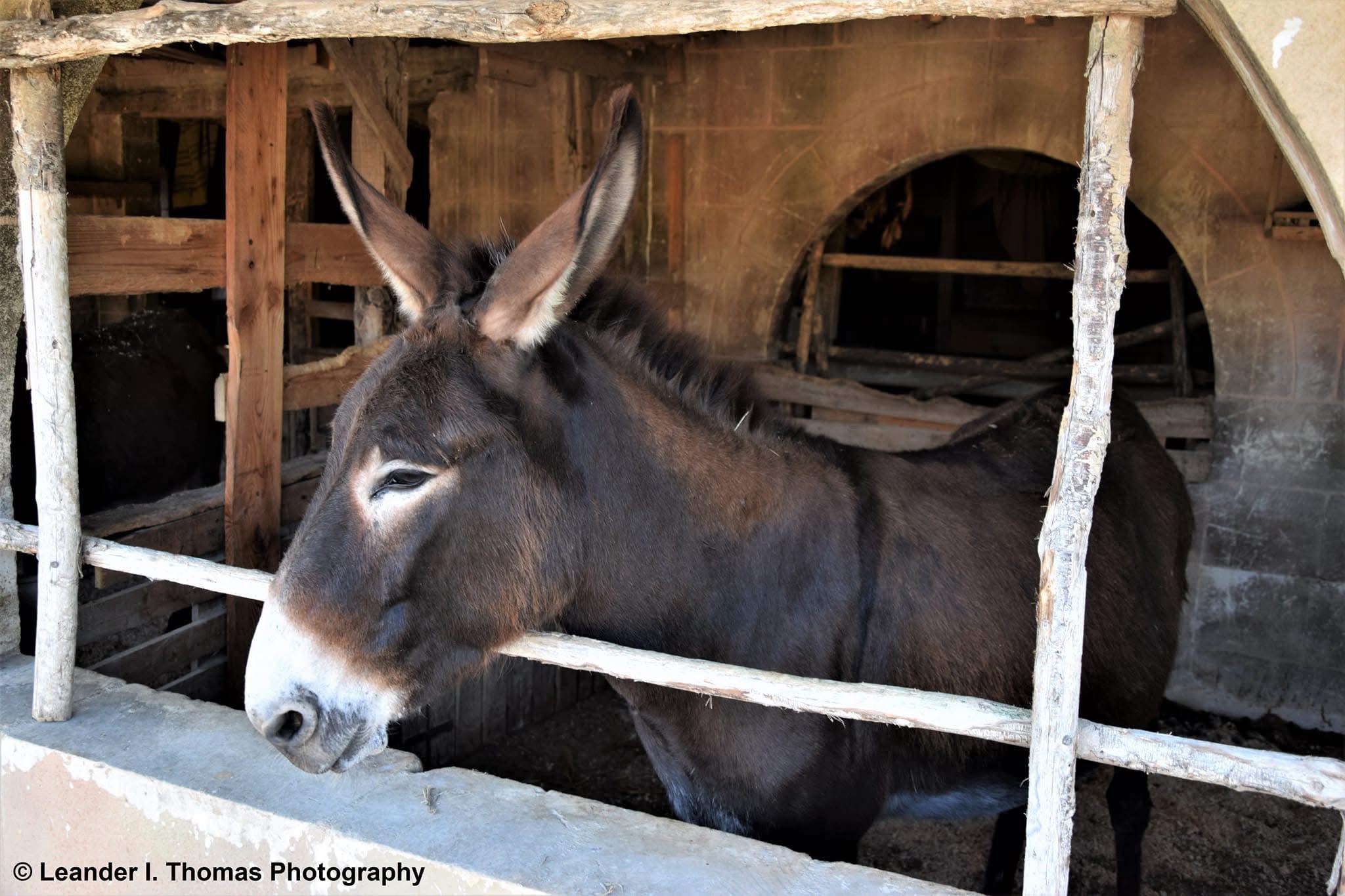 The Charming Donkey: A Delightful Encounter