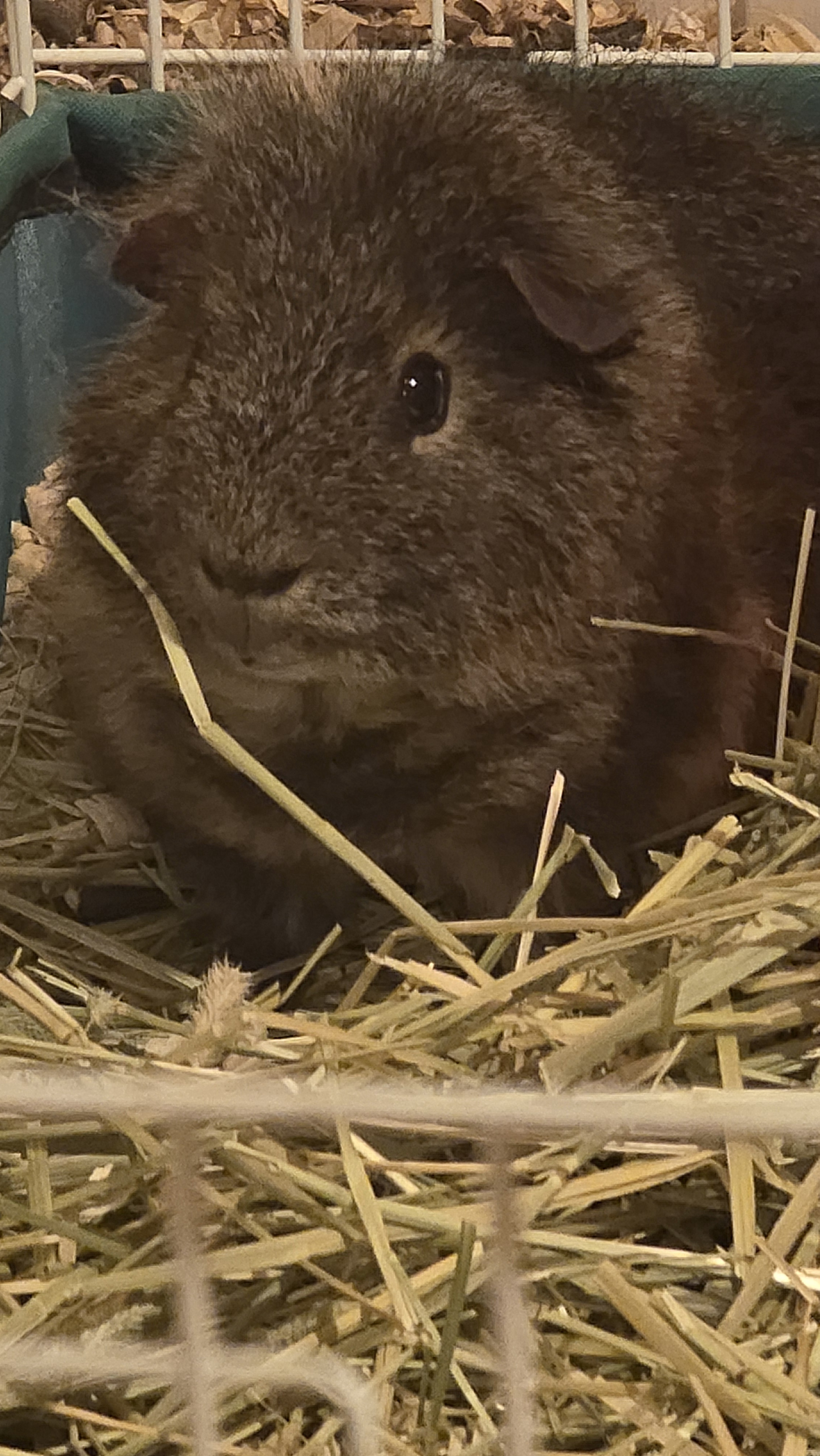 Meet Teddy the Guinea Pig: One of My Best Furry Friends