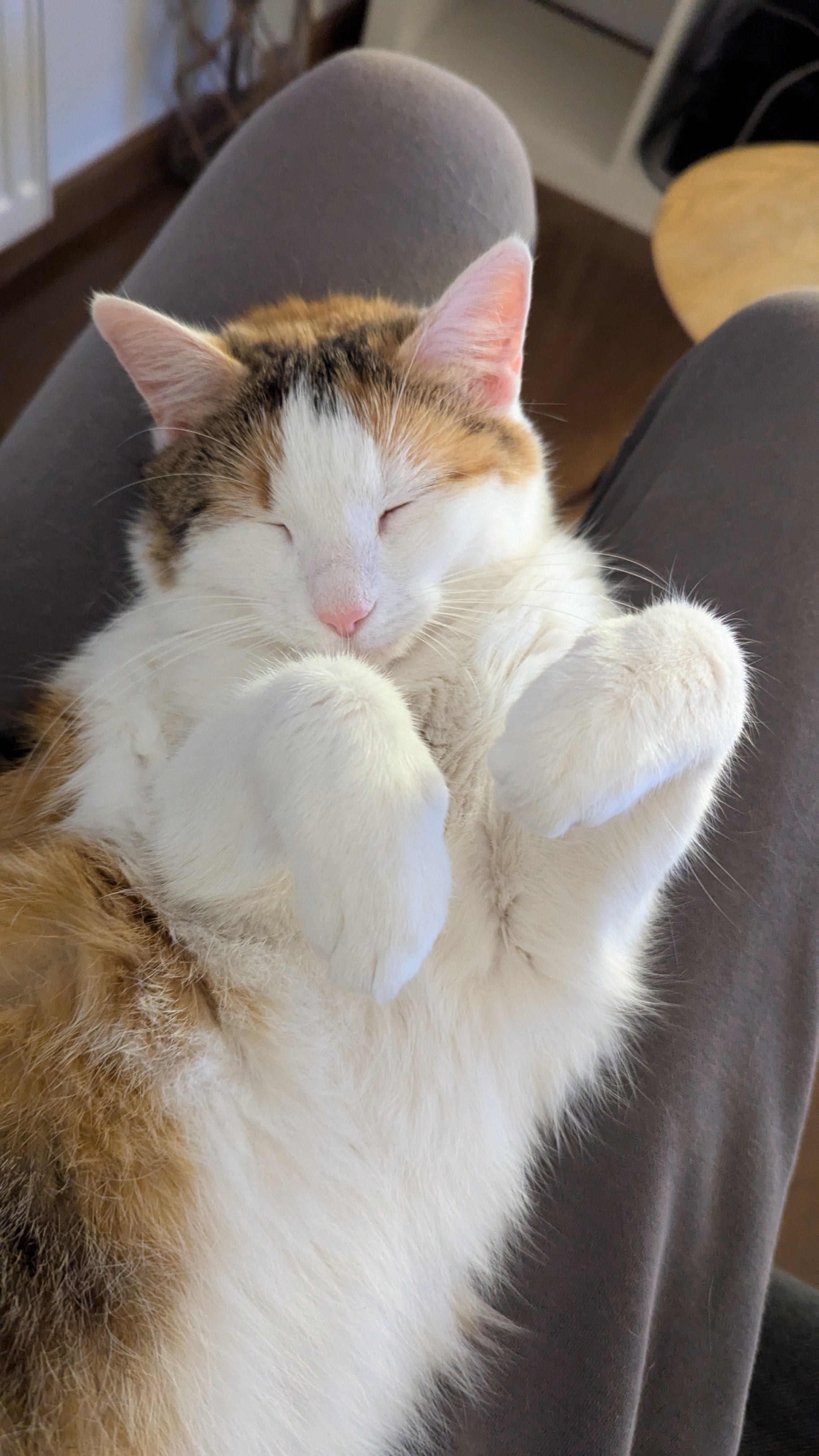 Dolly the Cat: The Ultimate Chill Master