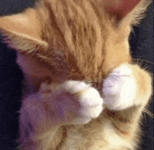 The Adorable Shy Kitty That Steals Hearts