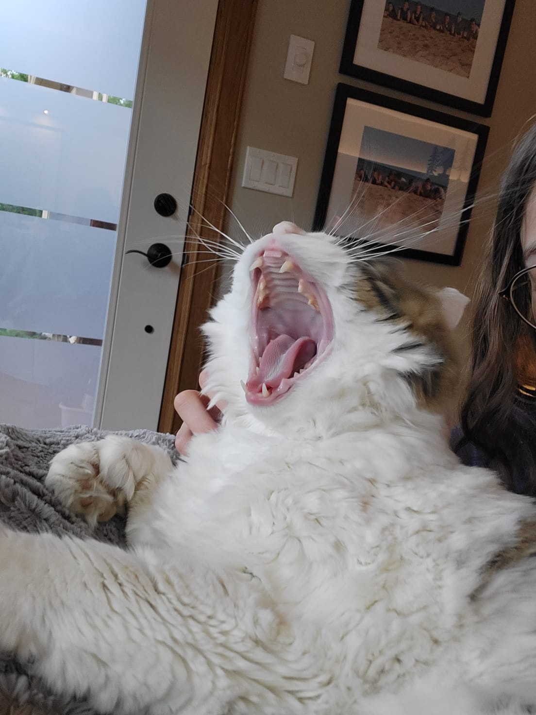 The Enchanting Charm of a Cat's Mouth Captured