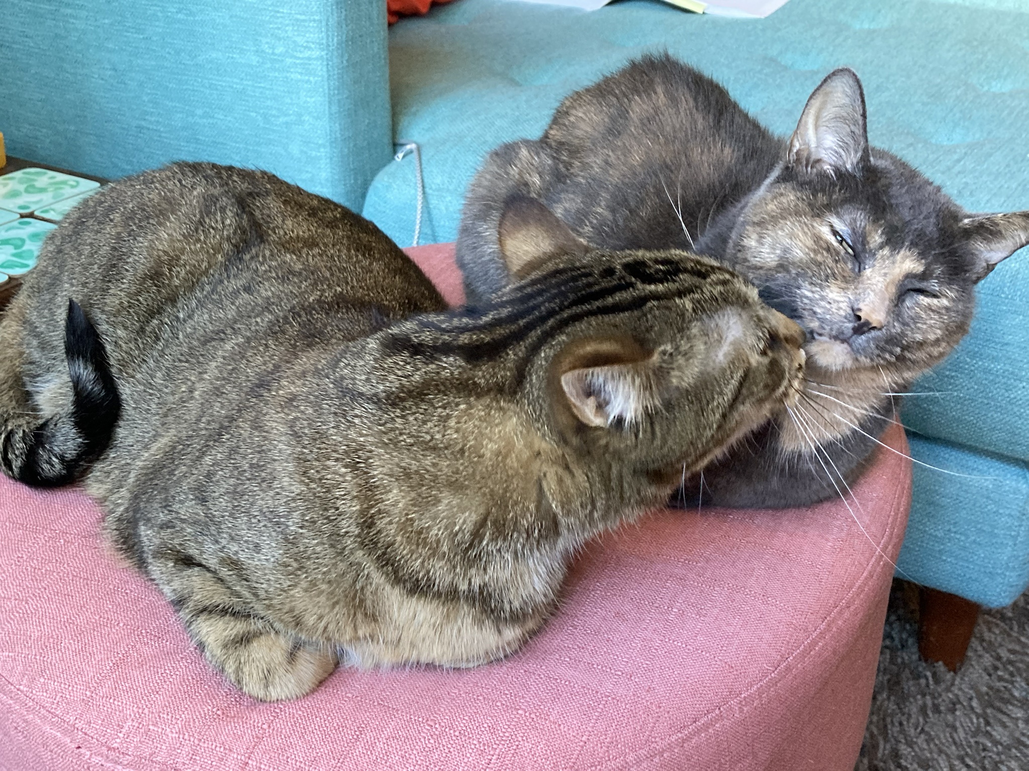 More Mischief with Bellatrix and Dobby