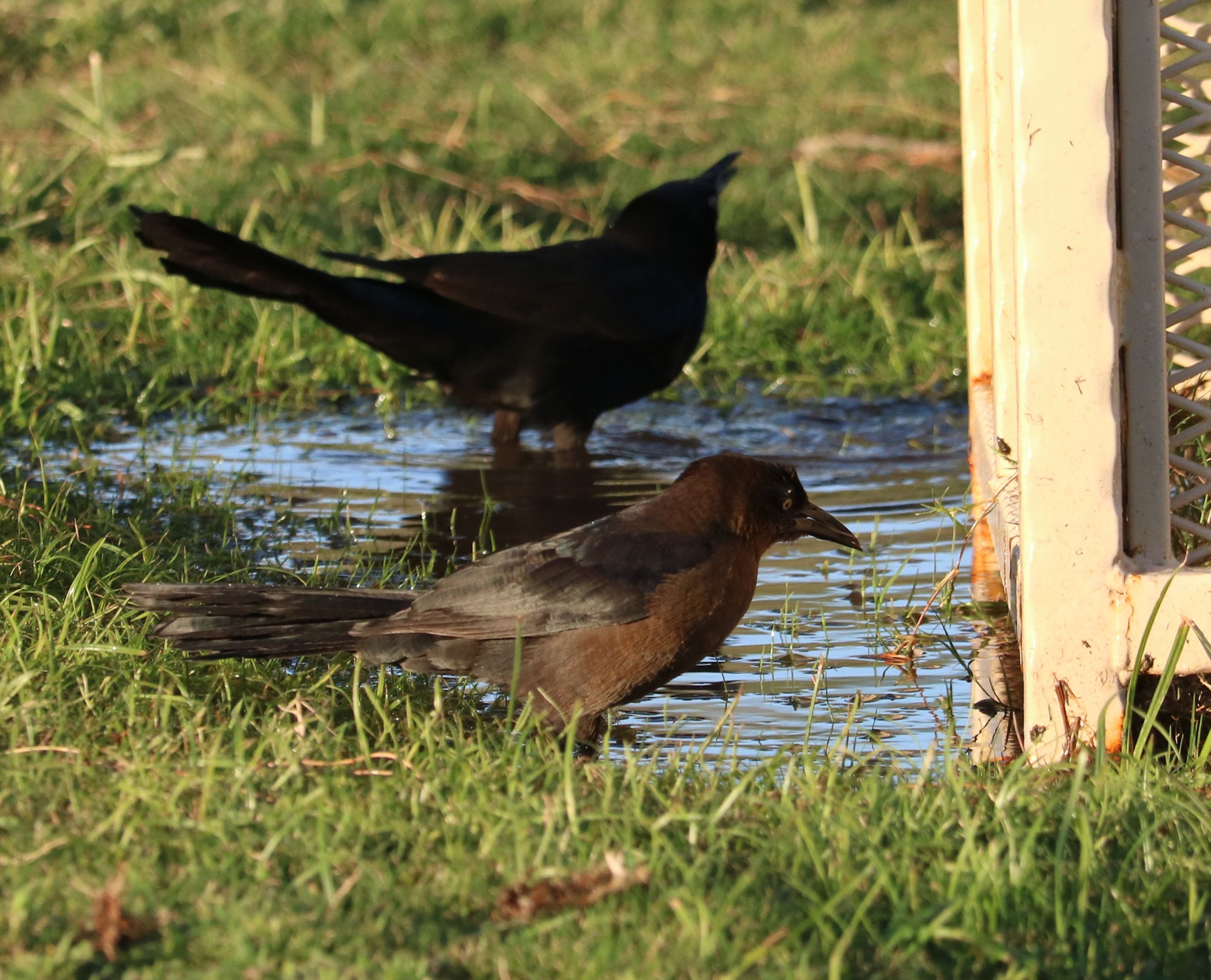 A glimpse of some birds hanging out in Chandler, AZ.