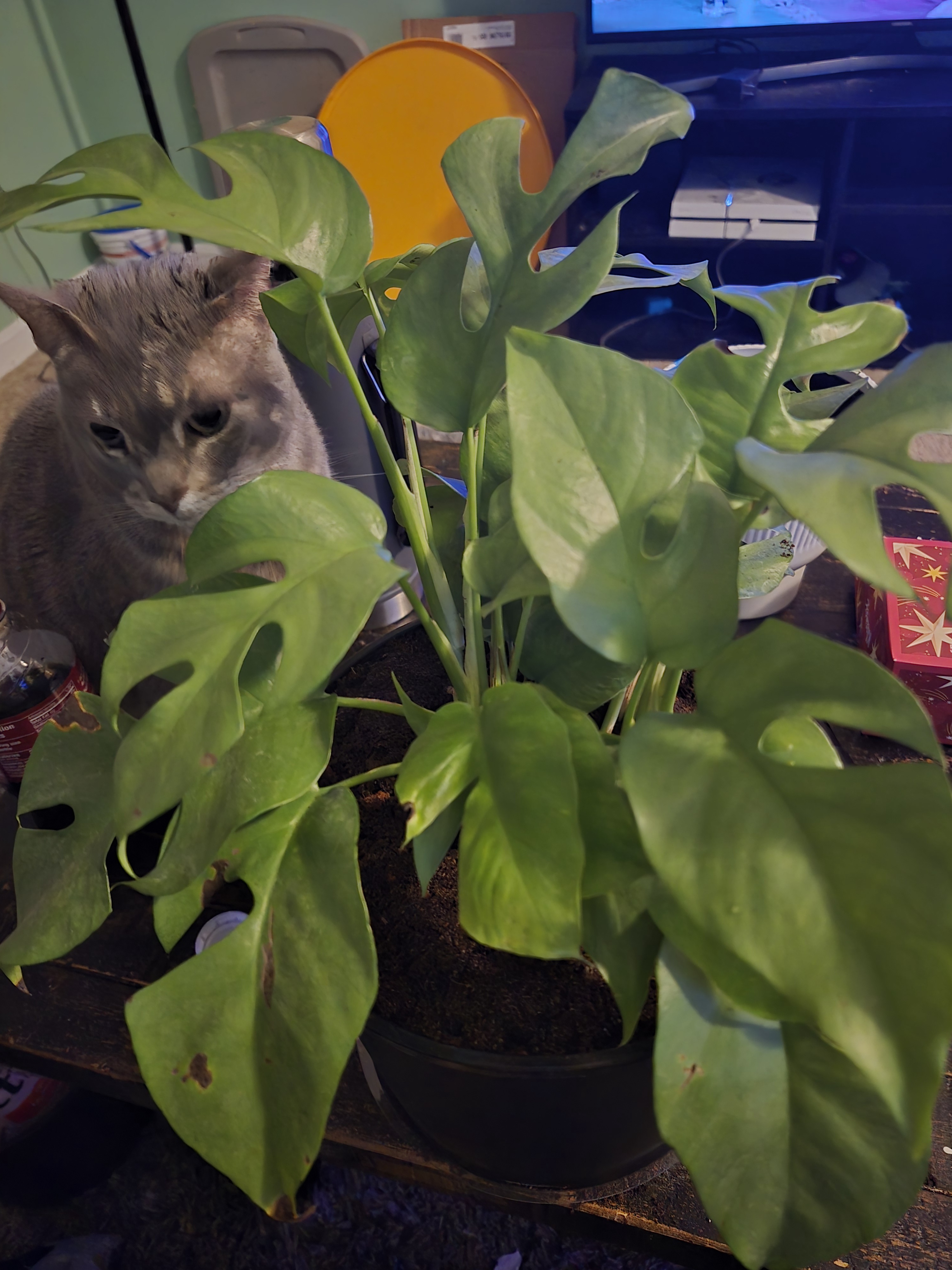 Meet the Mini Monstera: Not a True Monstera, But Just as Adorable!