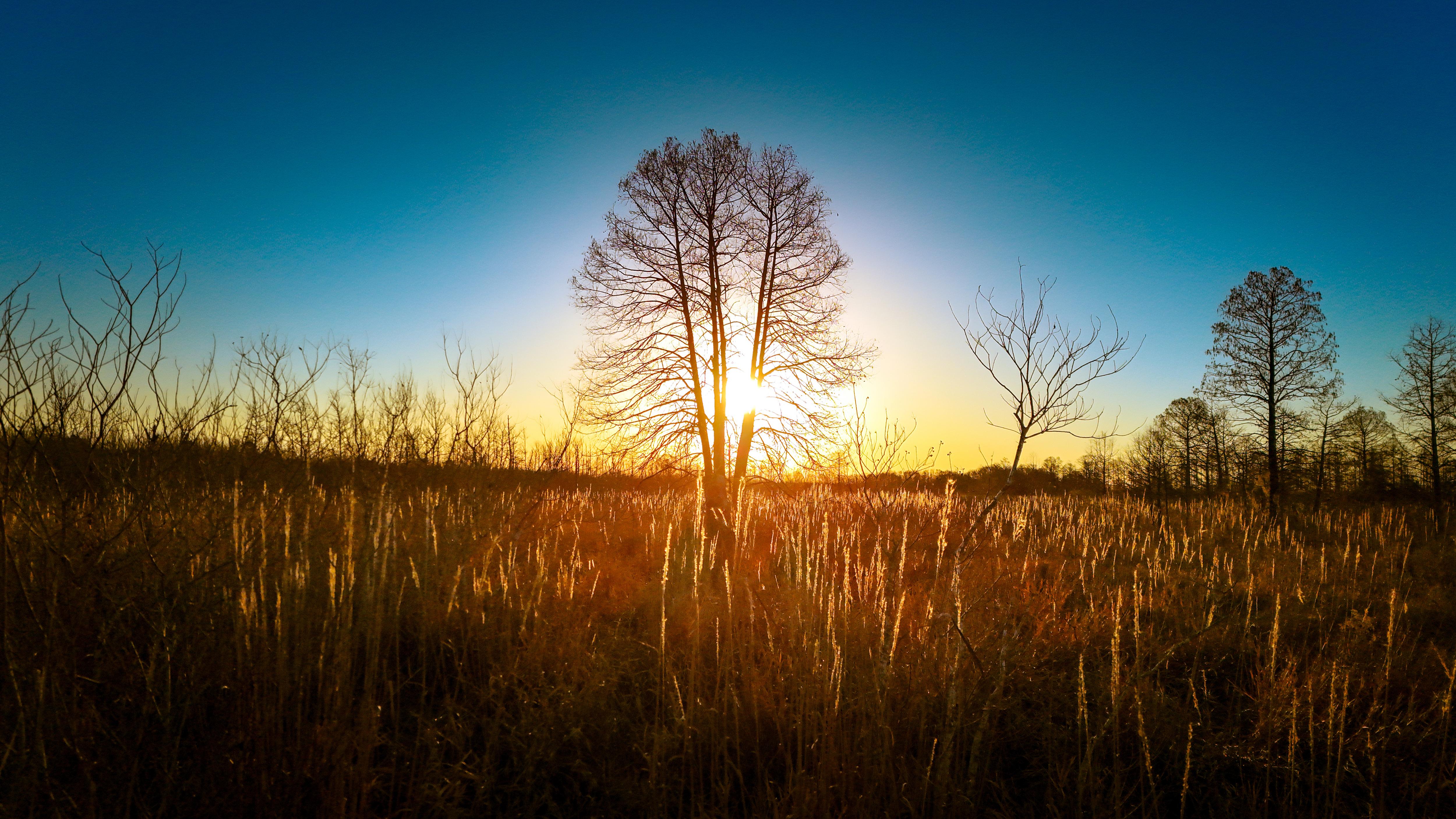 Capturing Nature: My Tree Photography Adventure in the Marsh