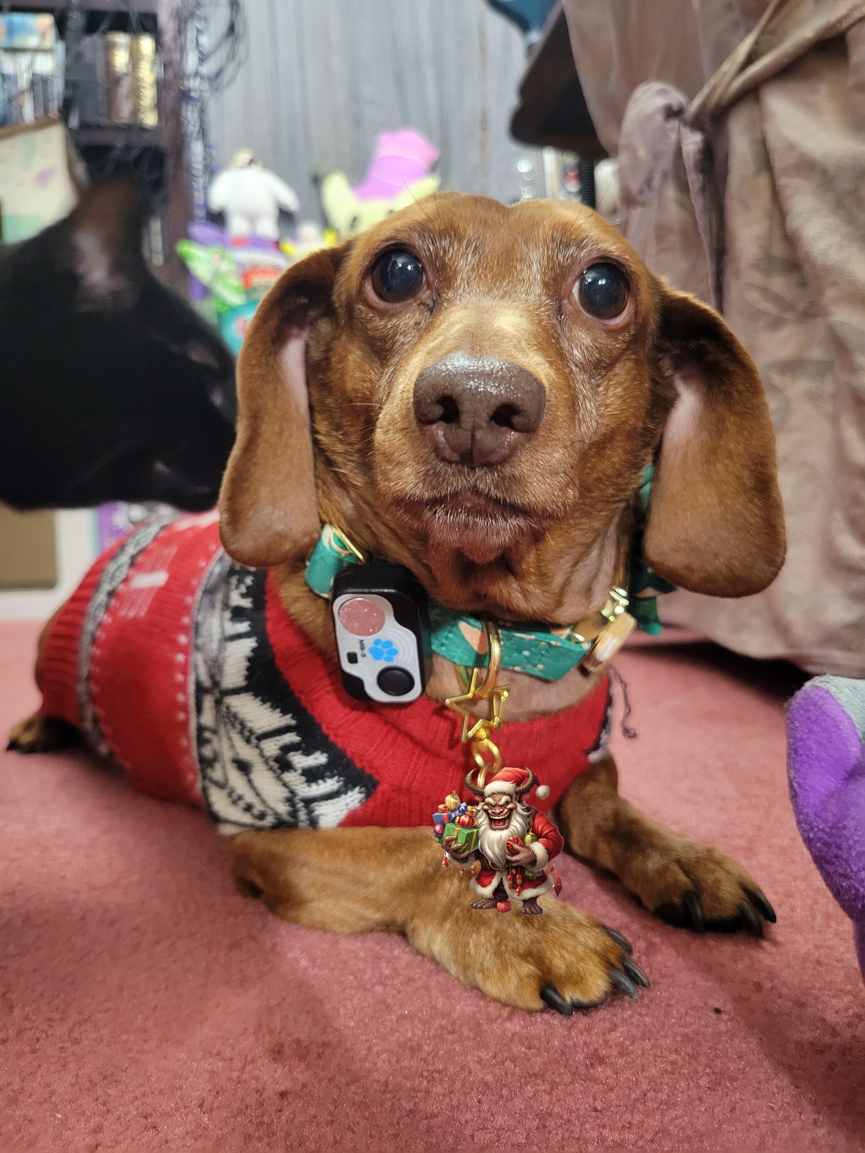Introducing my adorable pup, Tiger Lilly #731
