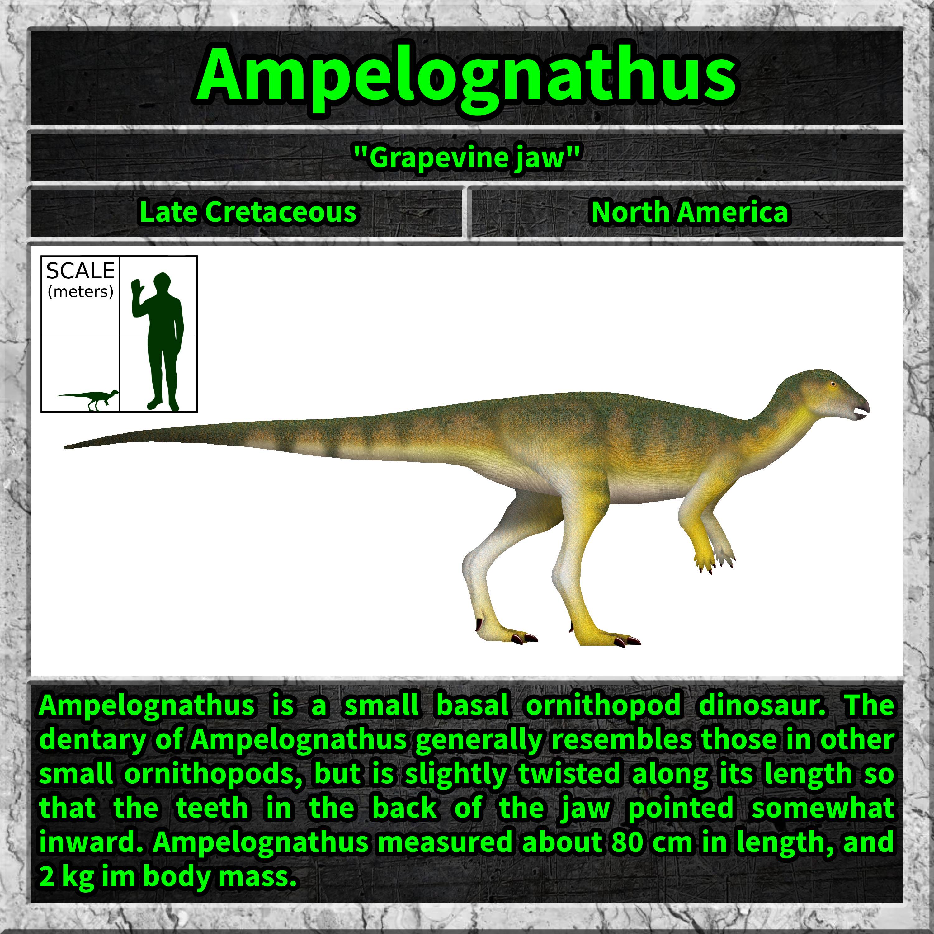 Meet the Ampelognathus