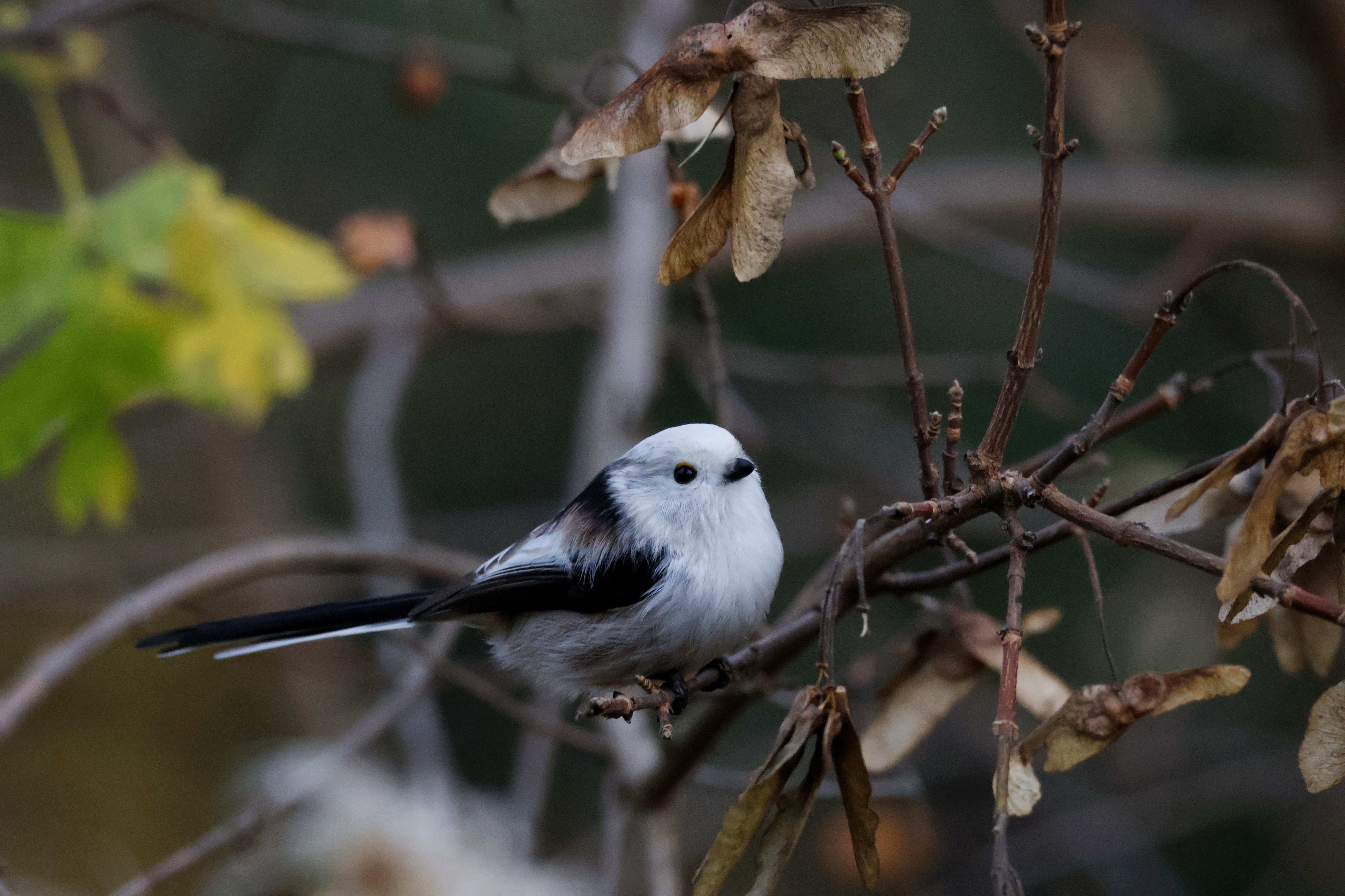 Prepare to be charmed by this adorably fluffy Long-tailed Tit!