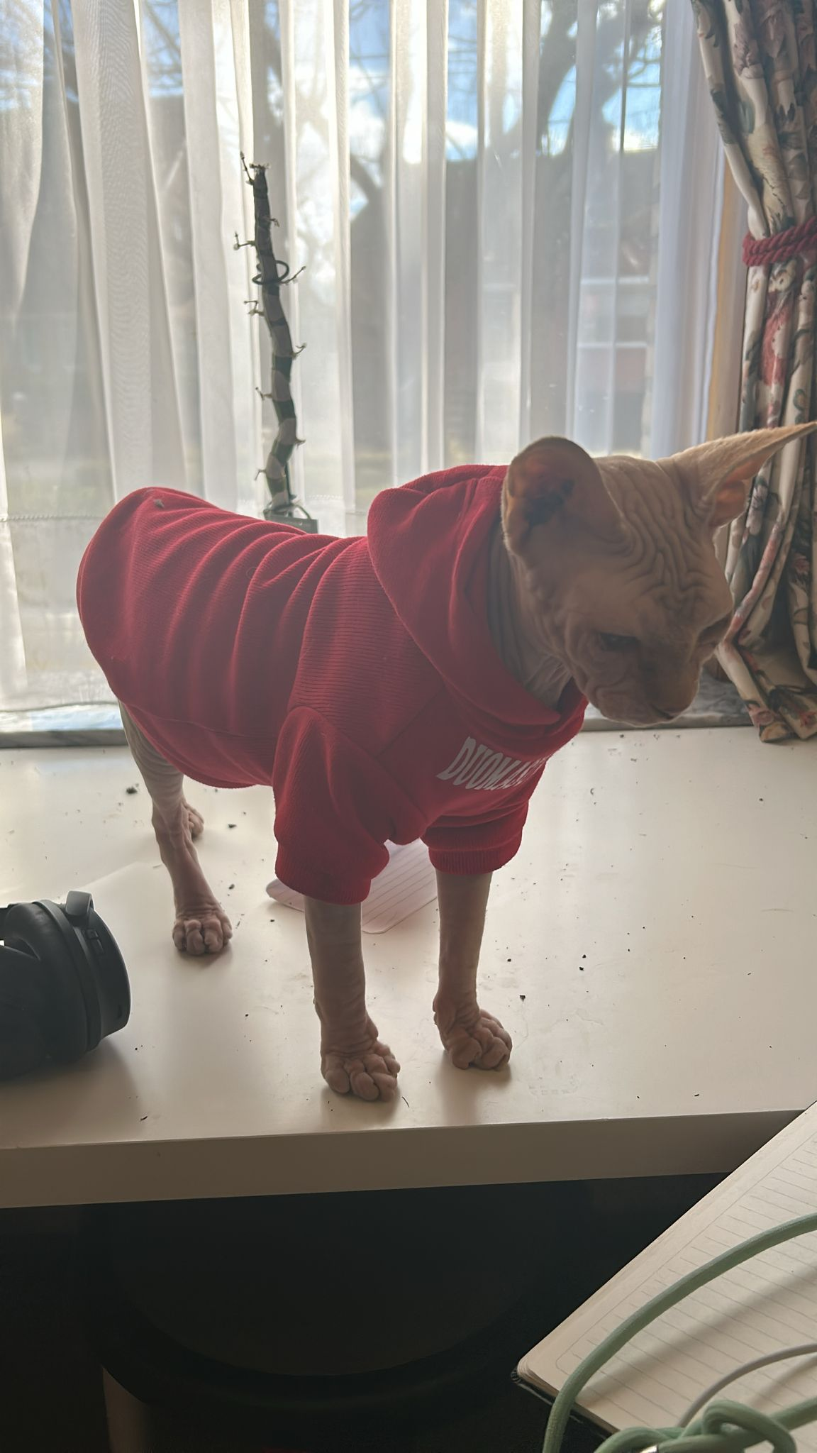 The Mysterious Sphynx: Unraveling the Enigma