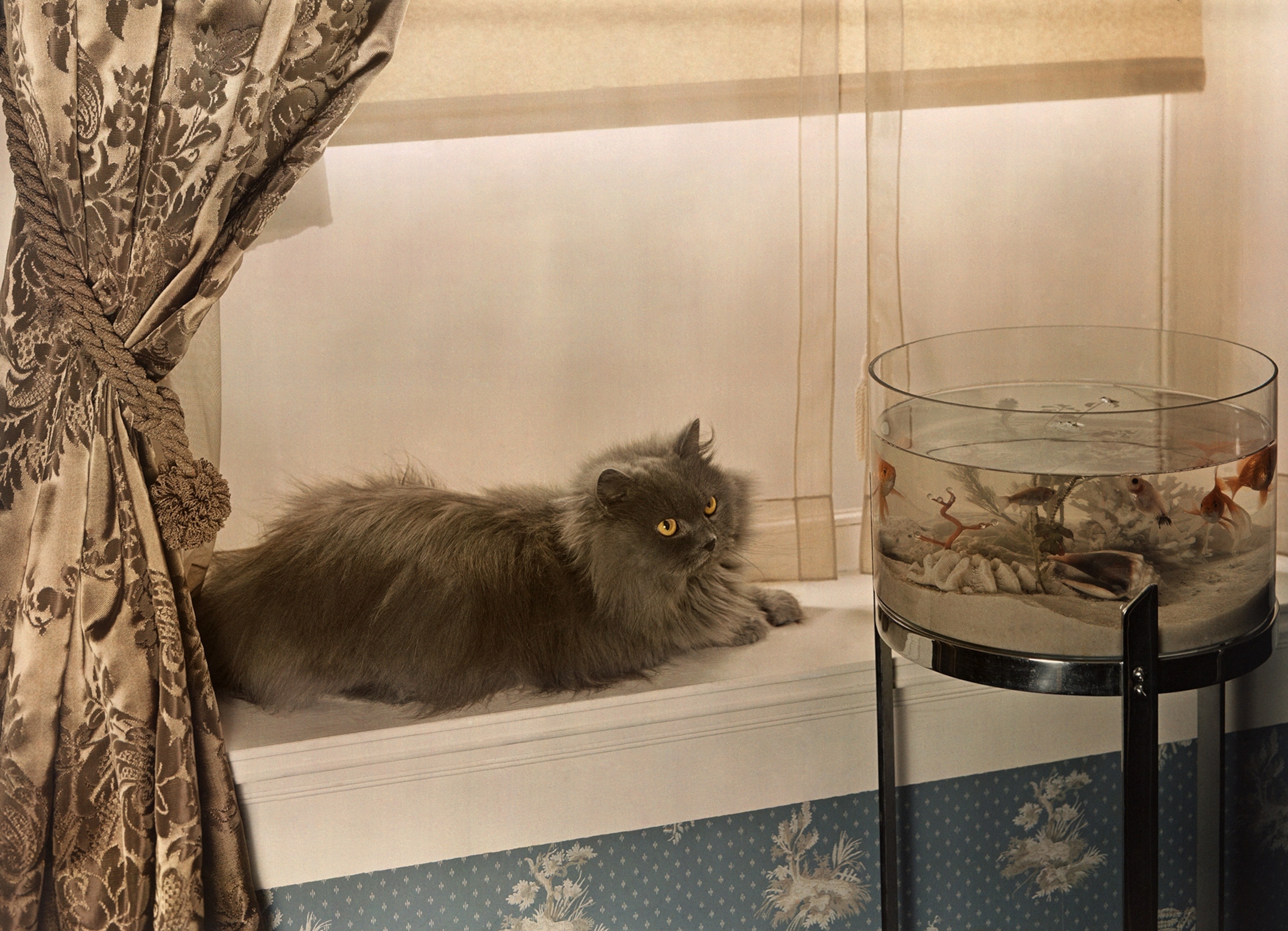 A Majestic Blue Persian Cat Gazes at Goldfish: A Snapshot from November 1938 National Geographic