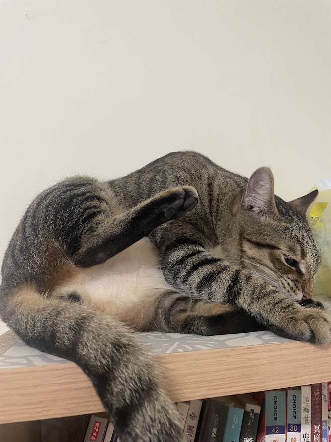 Here's another adorable cat sighting