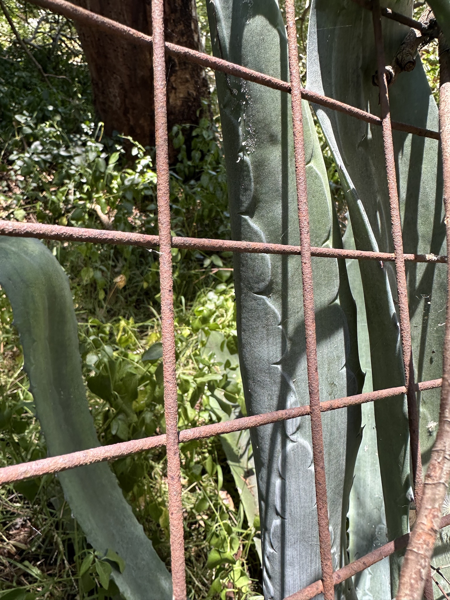 So grateful this cactus is safely fenced off!
