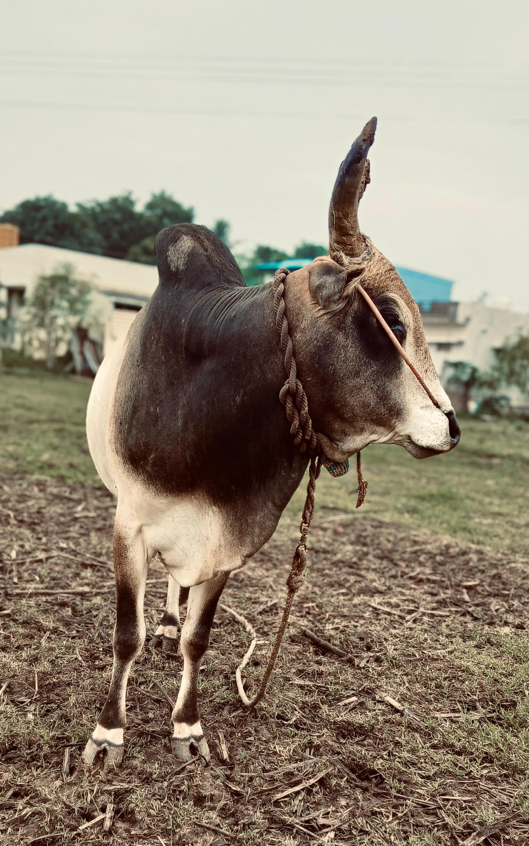The Thrilling Tradition of Jallikattu