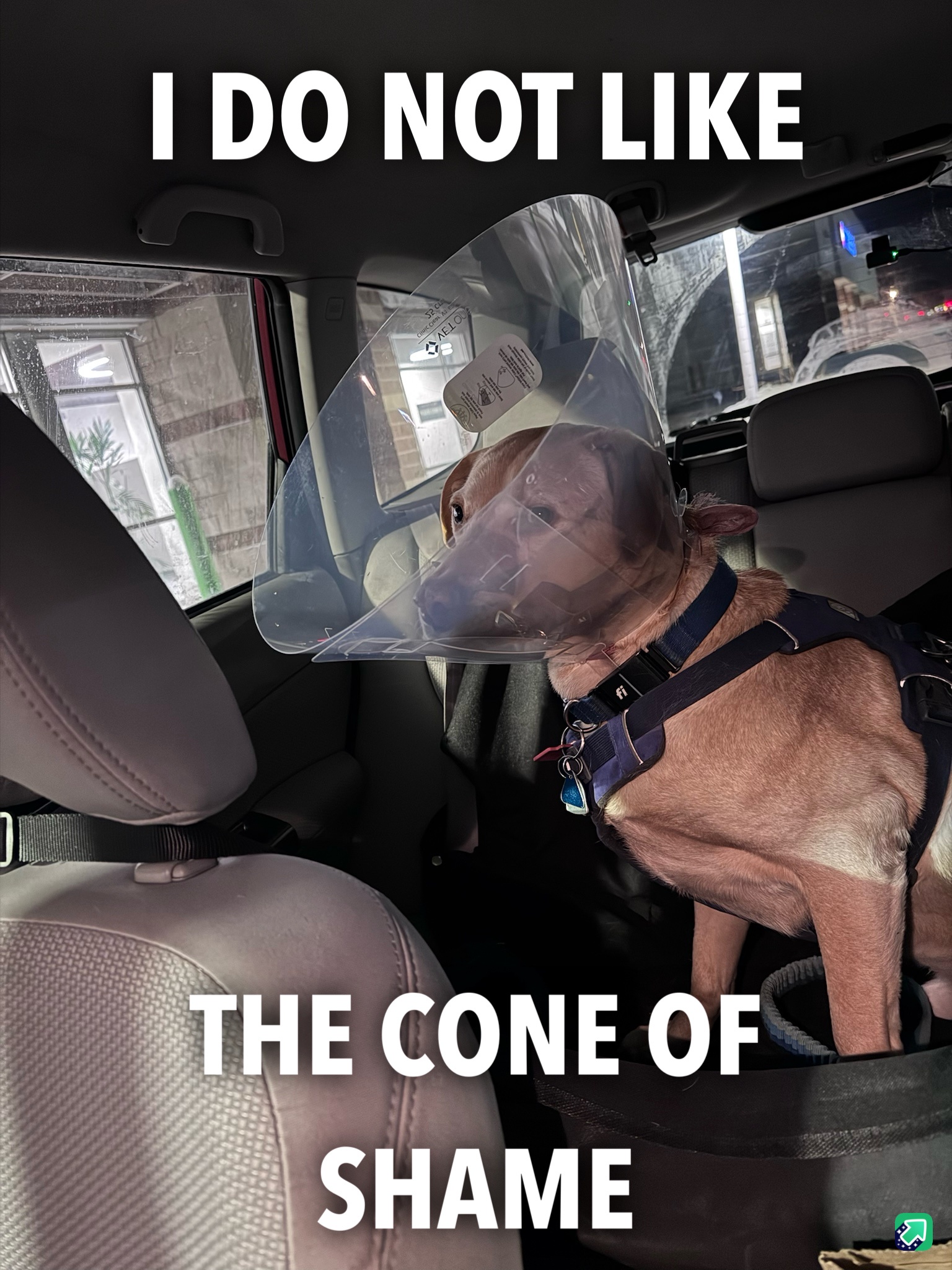 The Cone of Shame: A Journey to Smooth Recovery