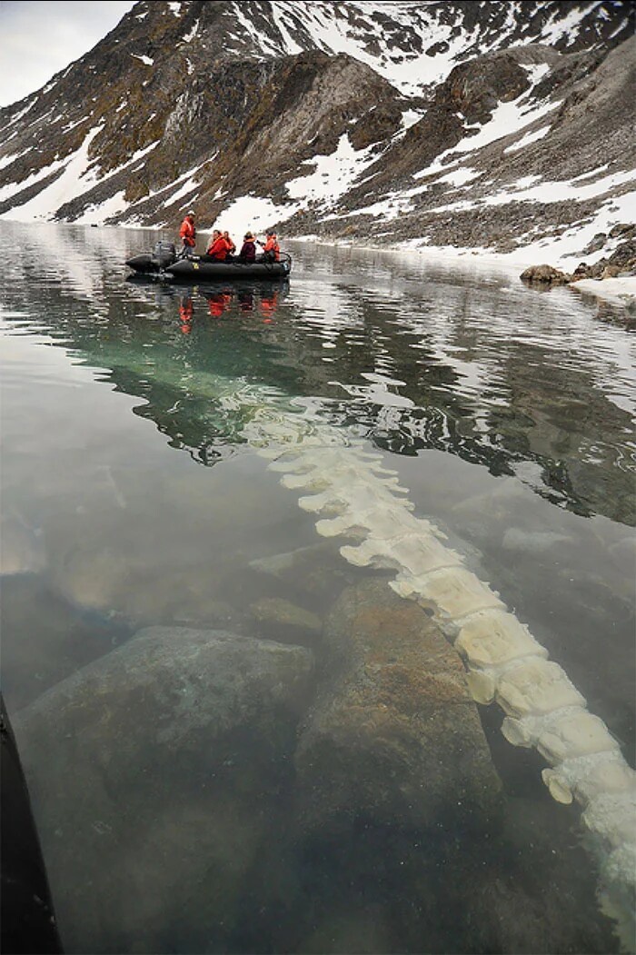 Exploring the Majestic Whale Vertebrae in Kongsfjorden, Norway