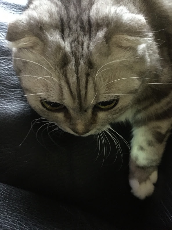 Adorable Feline Friend