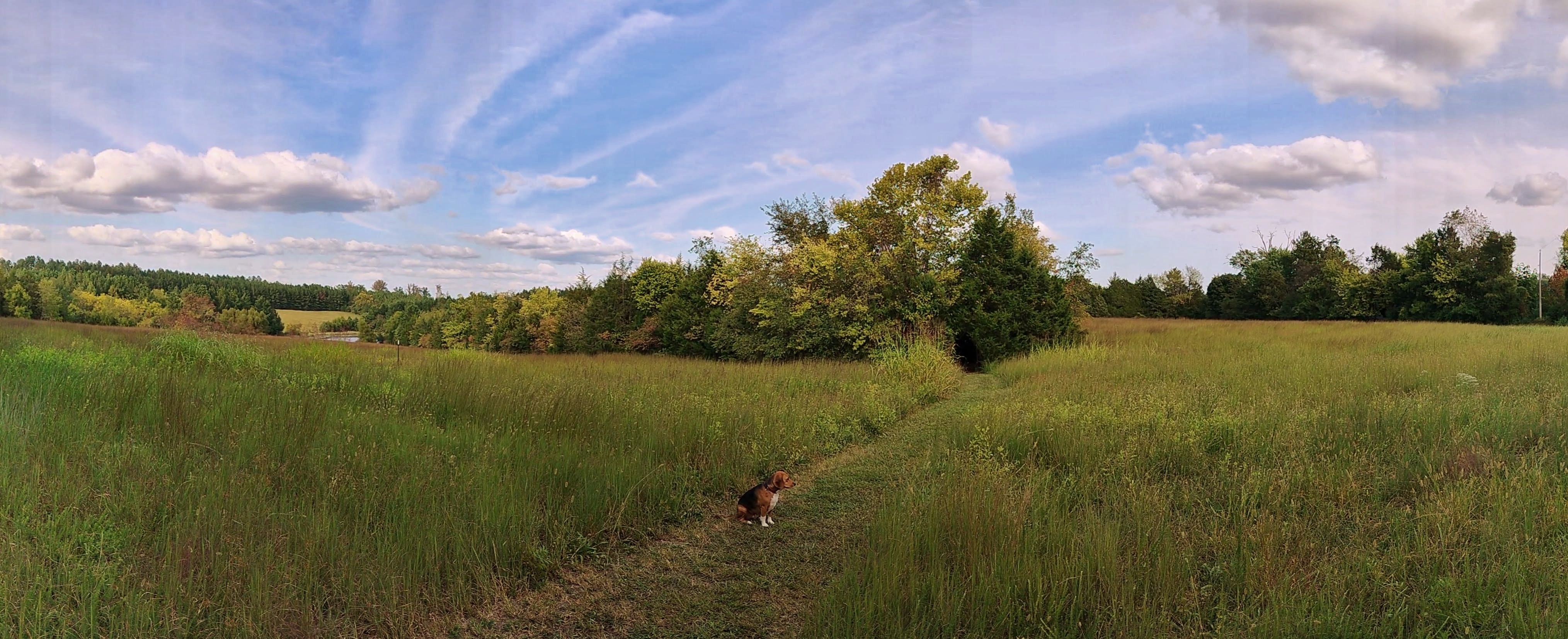 Longing for the Warmth of Summer Fields