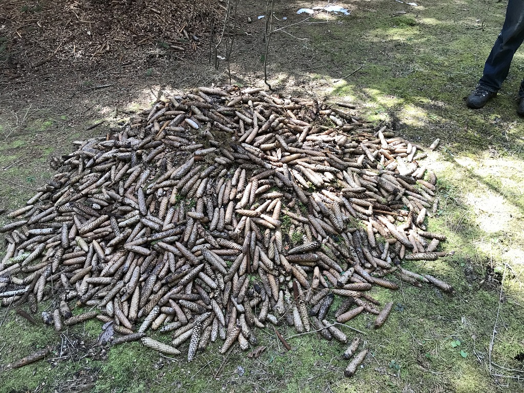 Squirrel's Secret Stash: Just One of Many