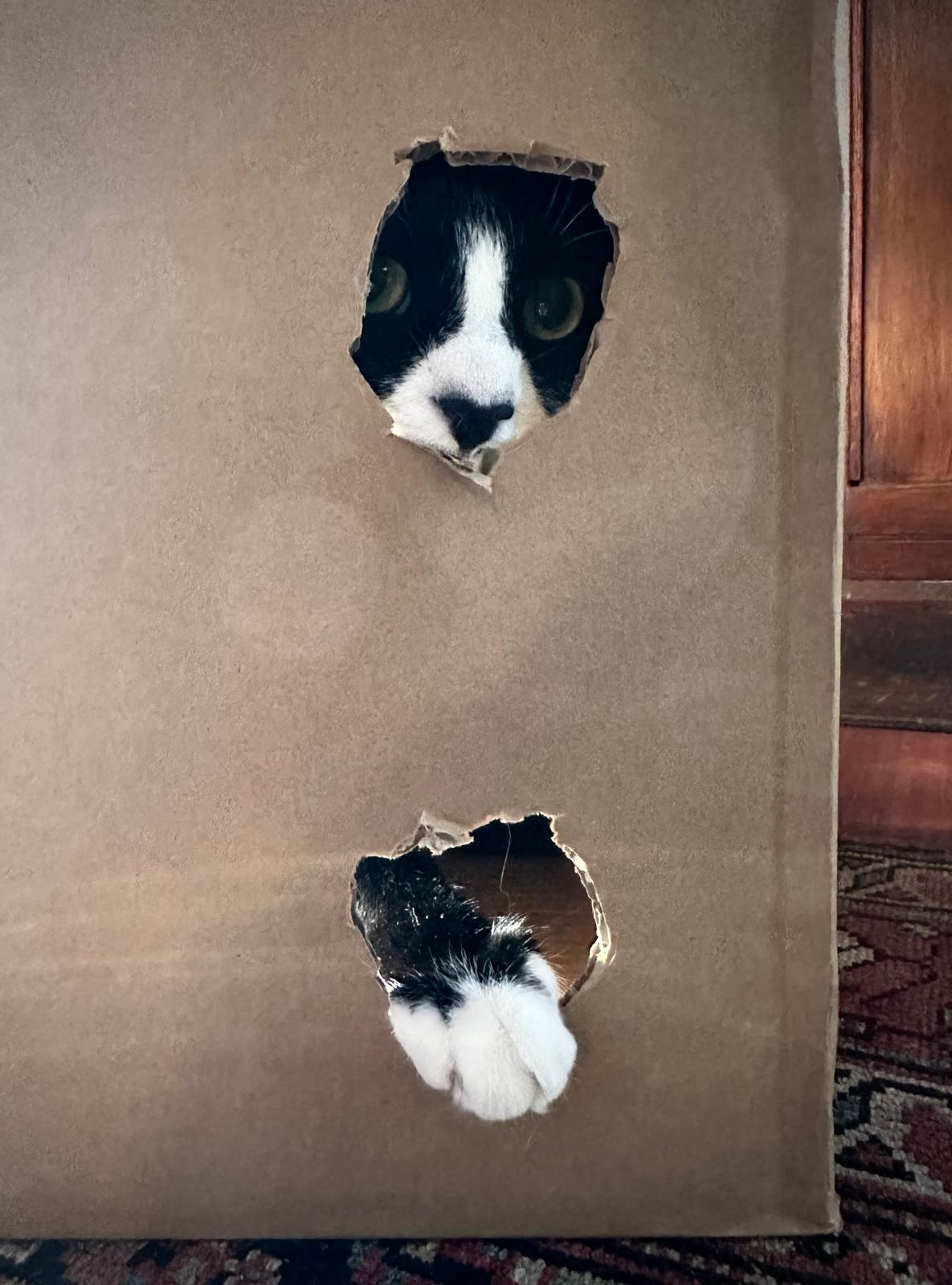 The Adventures of Box Trol