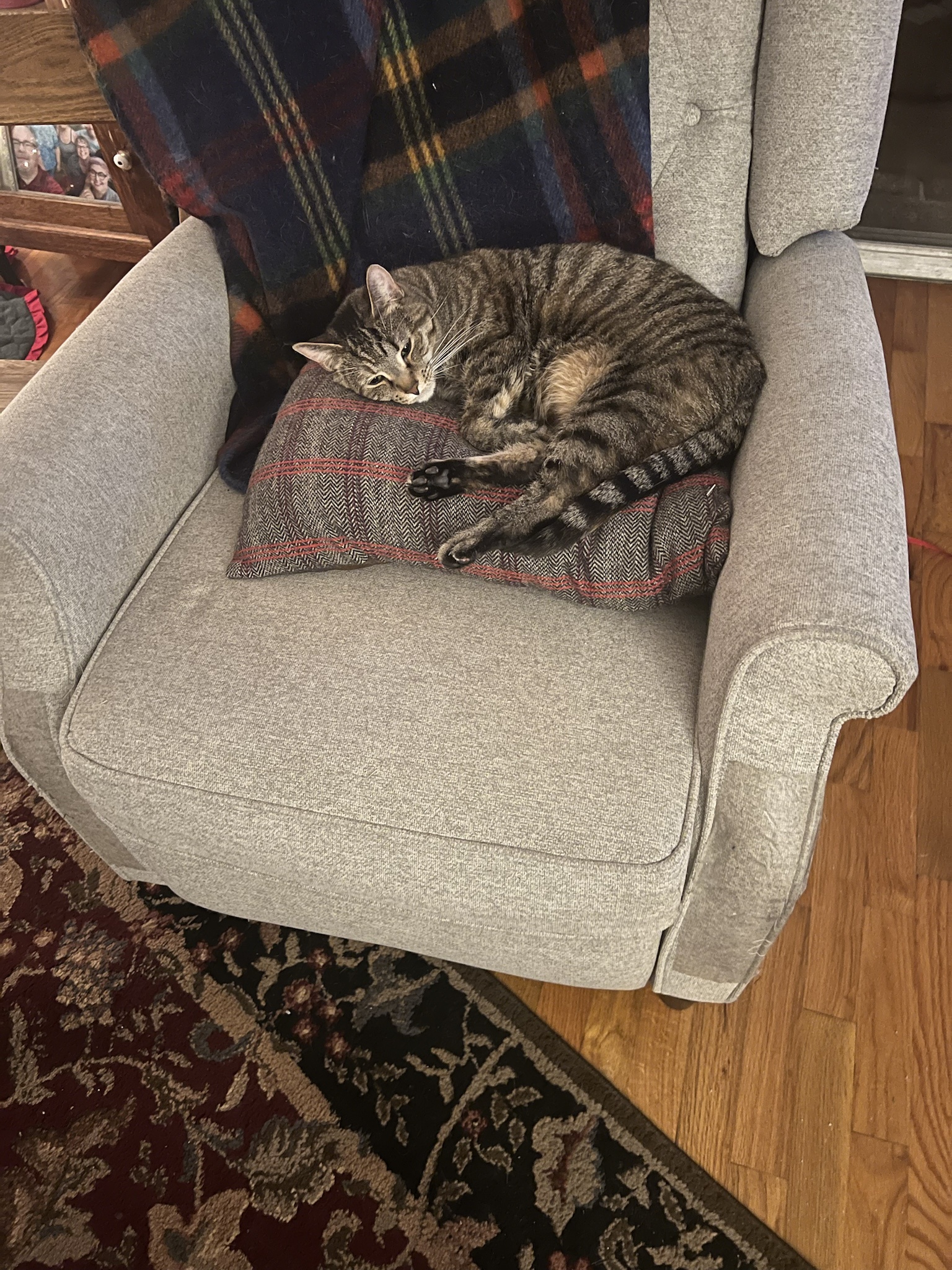 Daily doses of cat cuteness to brighten your day!